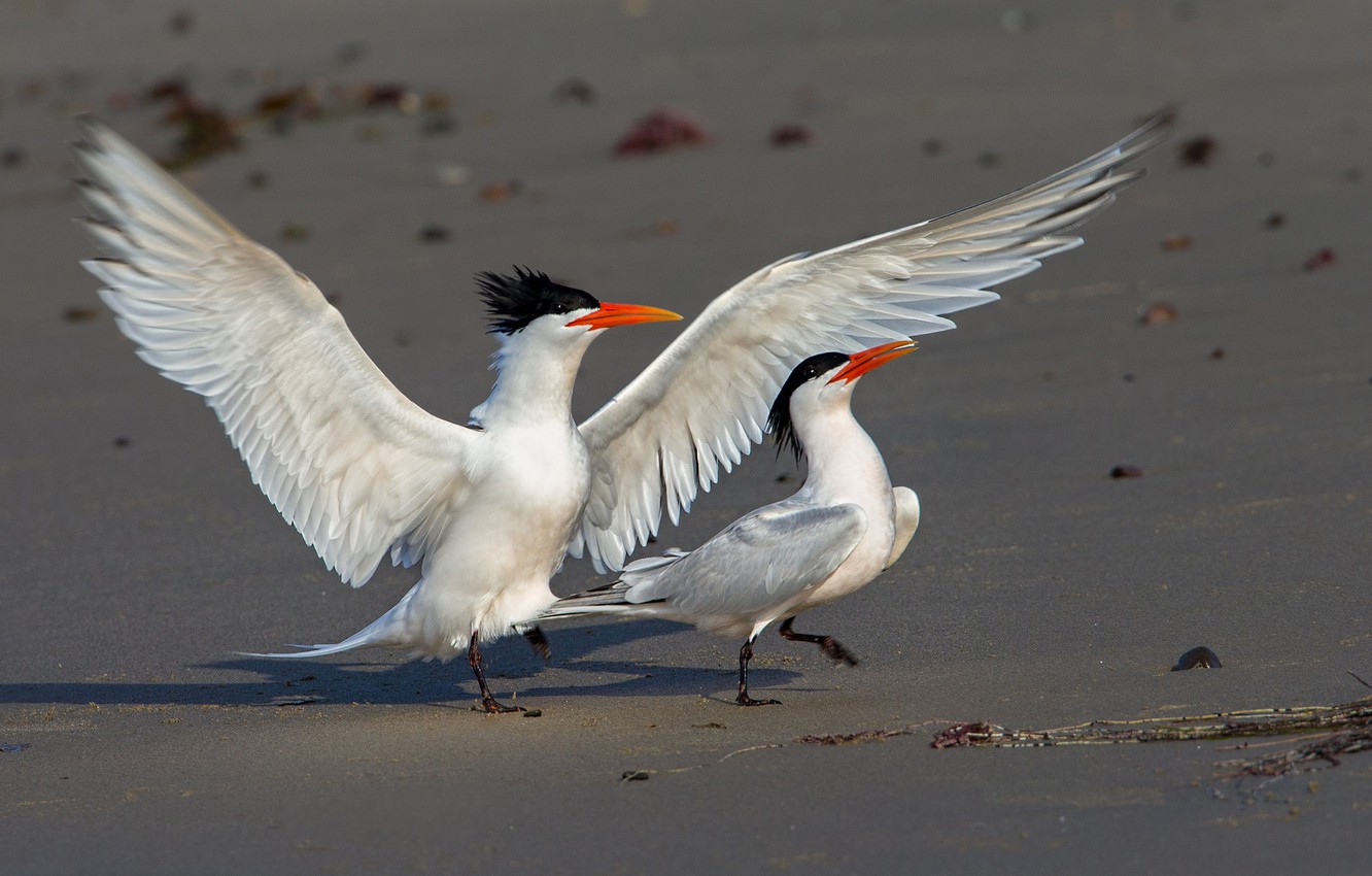 Tern Wallpapers