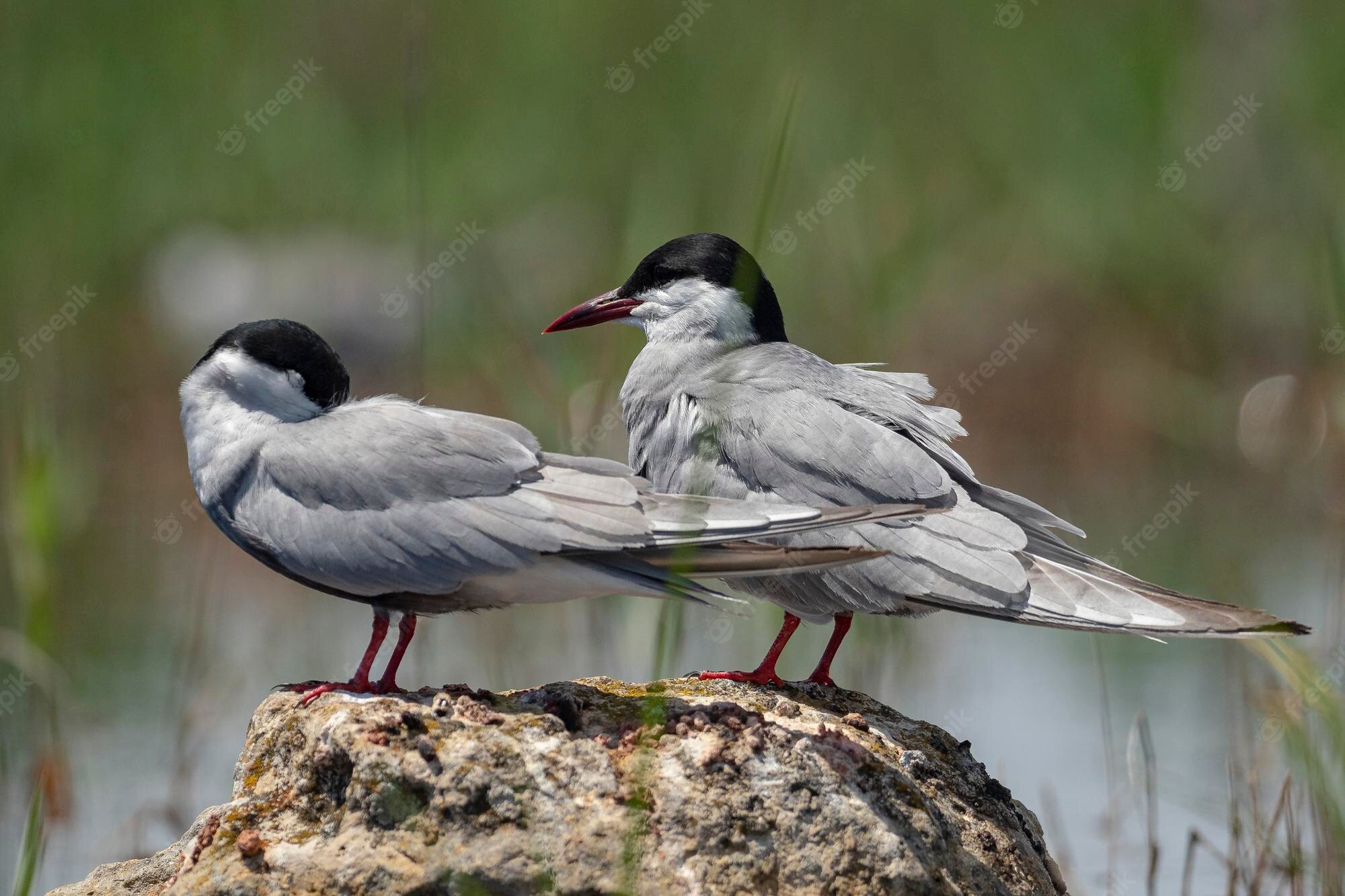 Tern Wallpapers