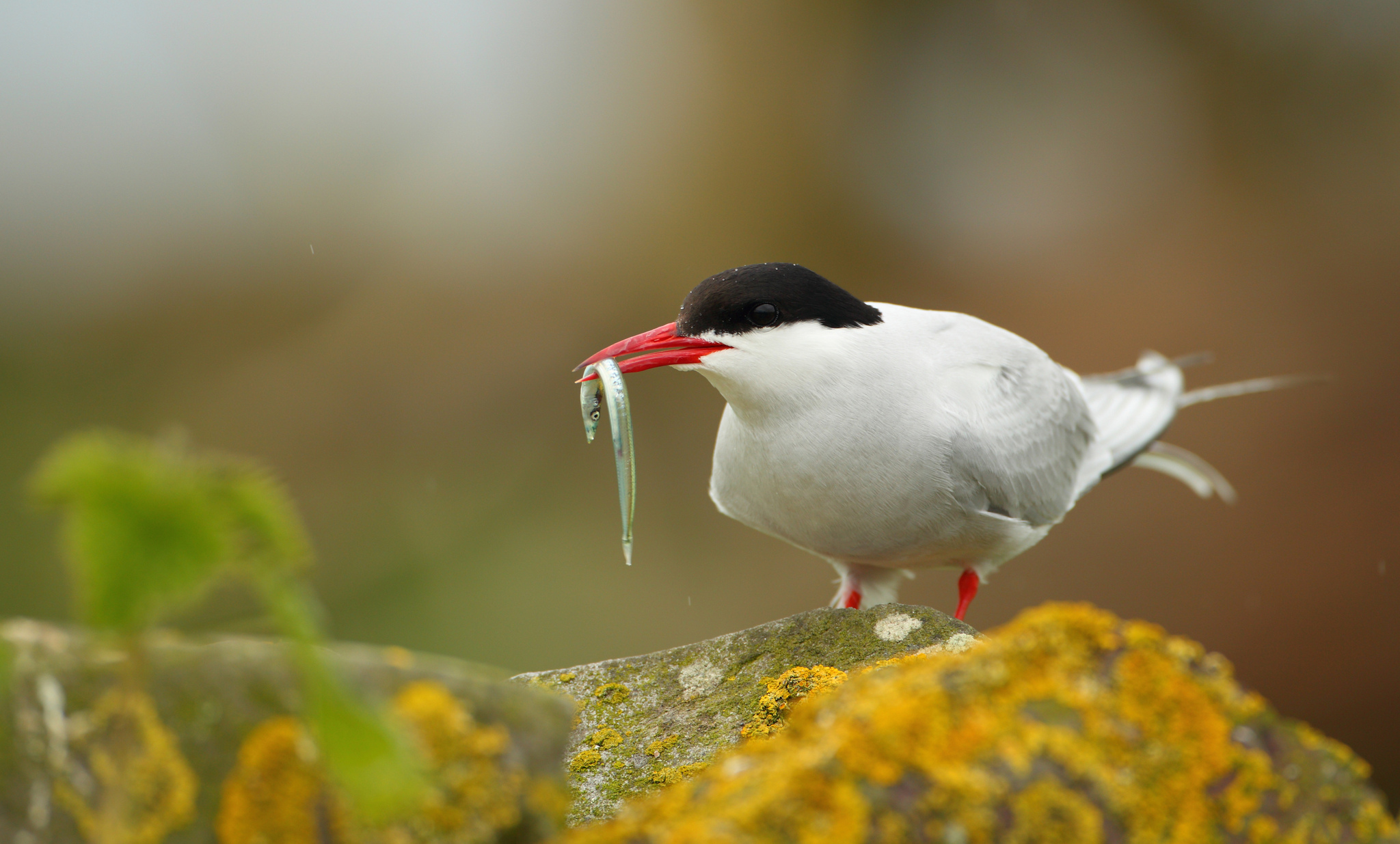 Tern Wallpapers