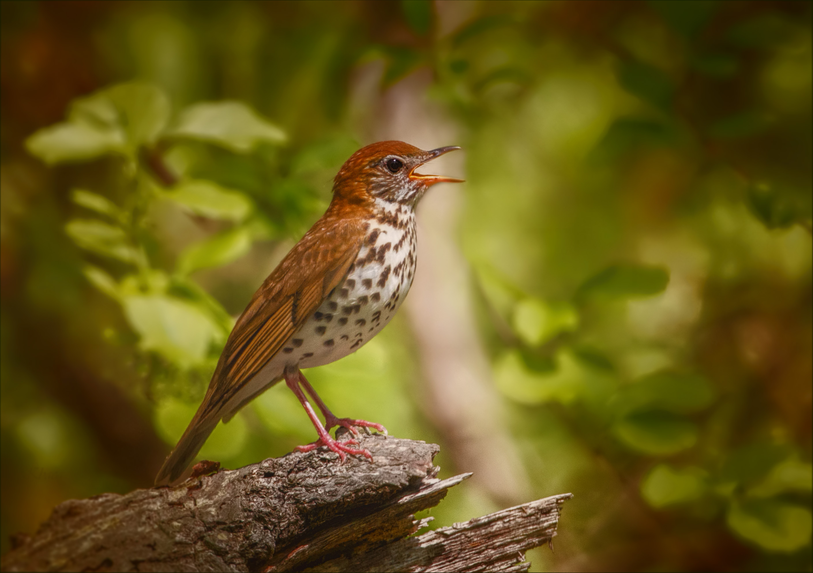 Thrushes Wallpapers