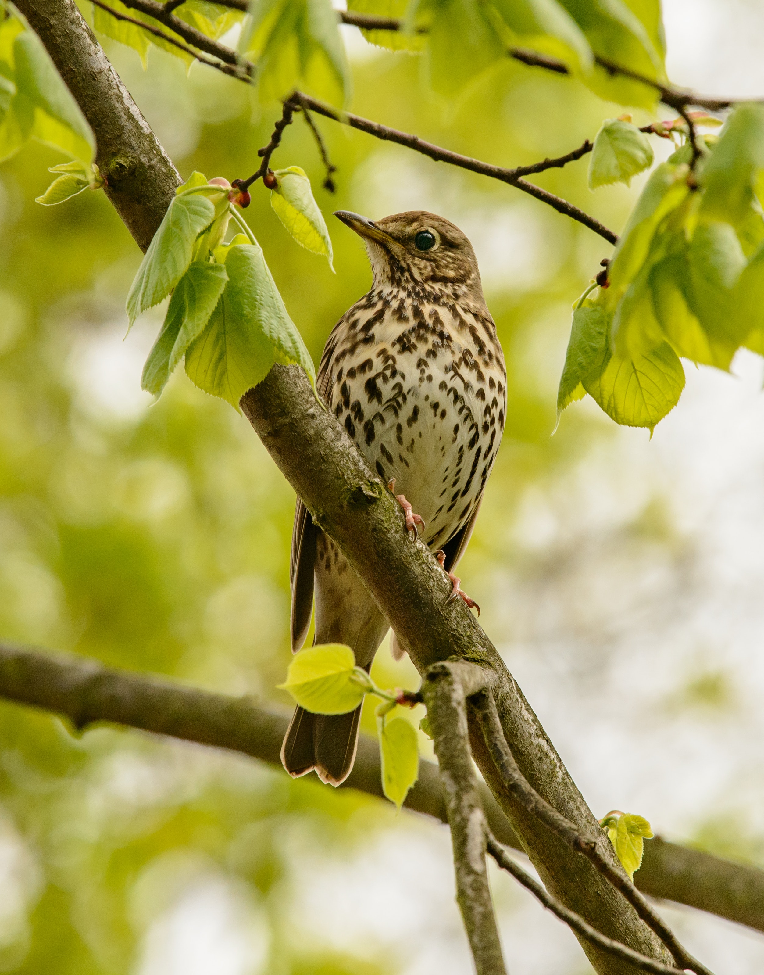 Thrushes Wallpapers