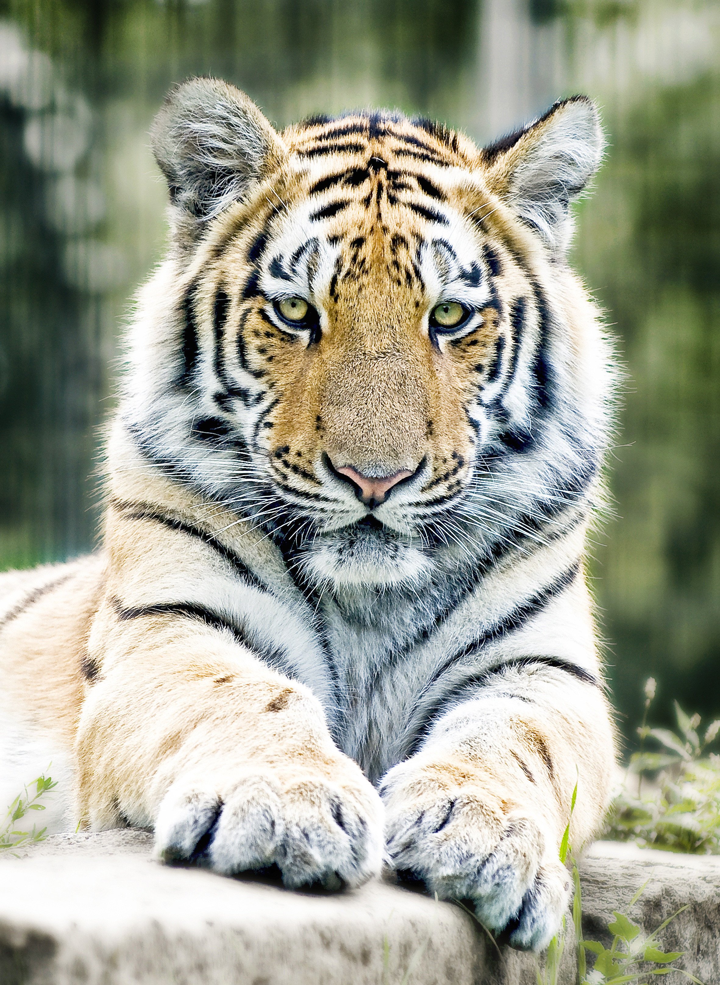 Tiger Wallpapers