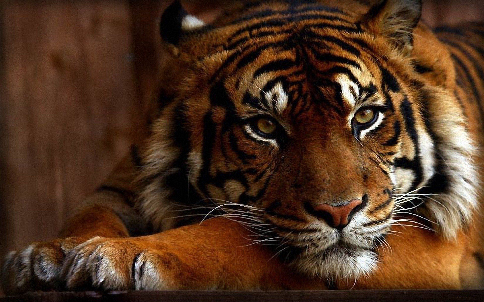 Tiger Wallpapers