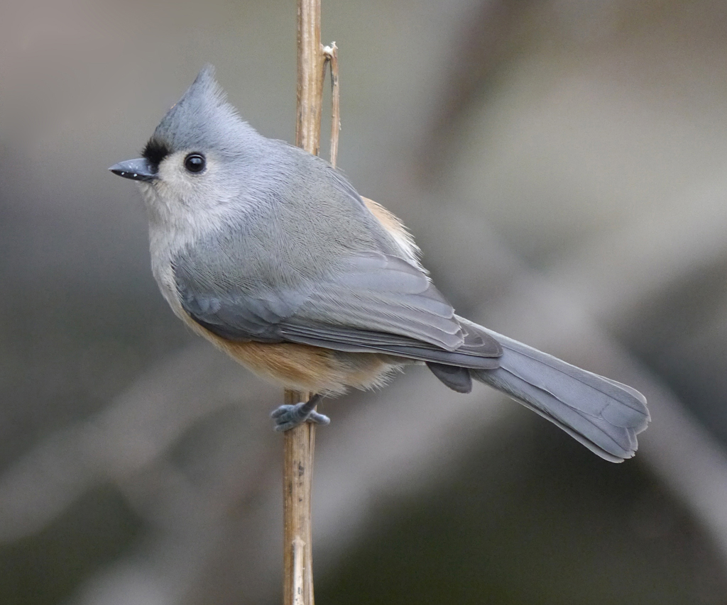 Titmouse Wallpapers