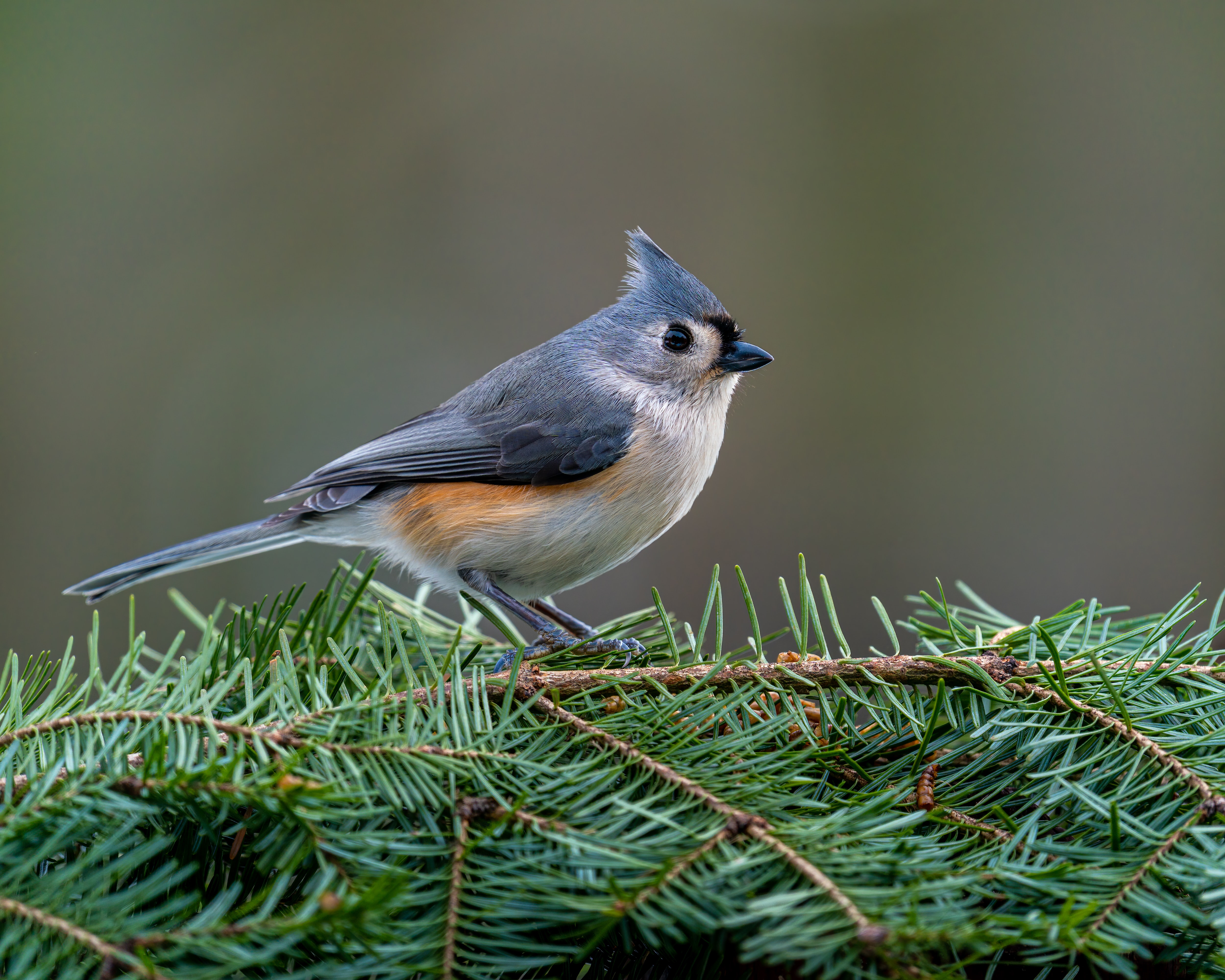 Titmouse Wallpapers