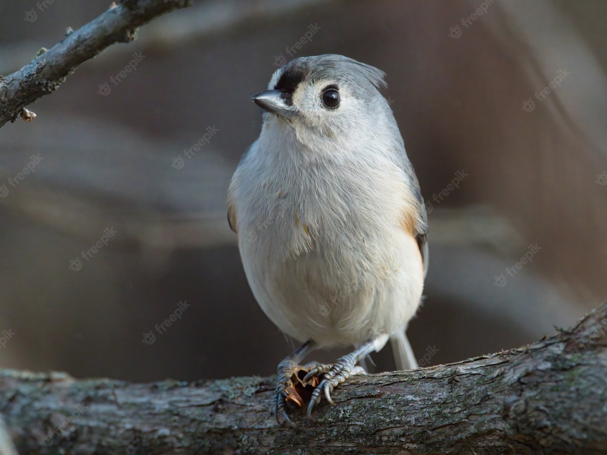 Titmouse Wallpapers