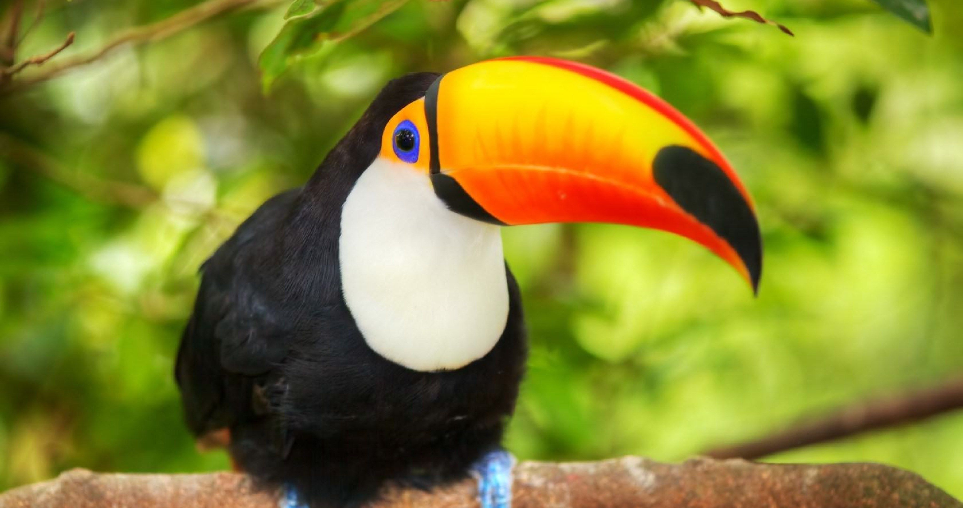 Toco Toucan Wallpapers