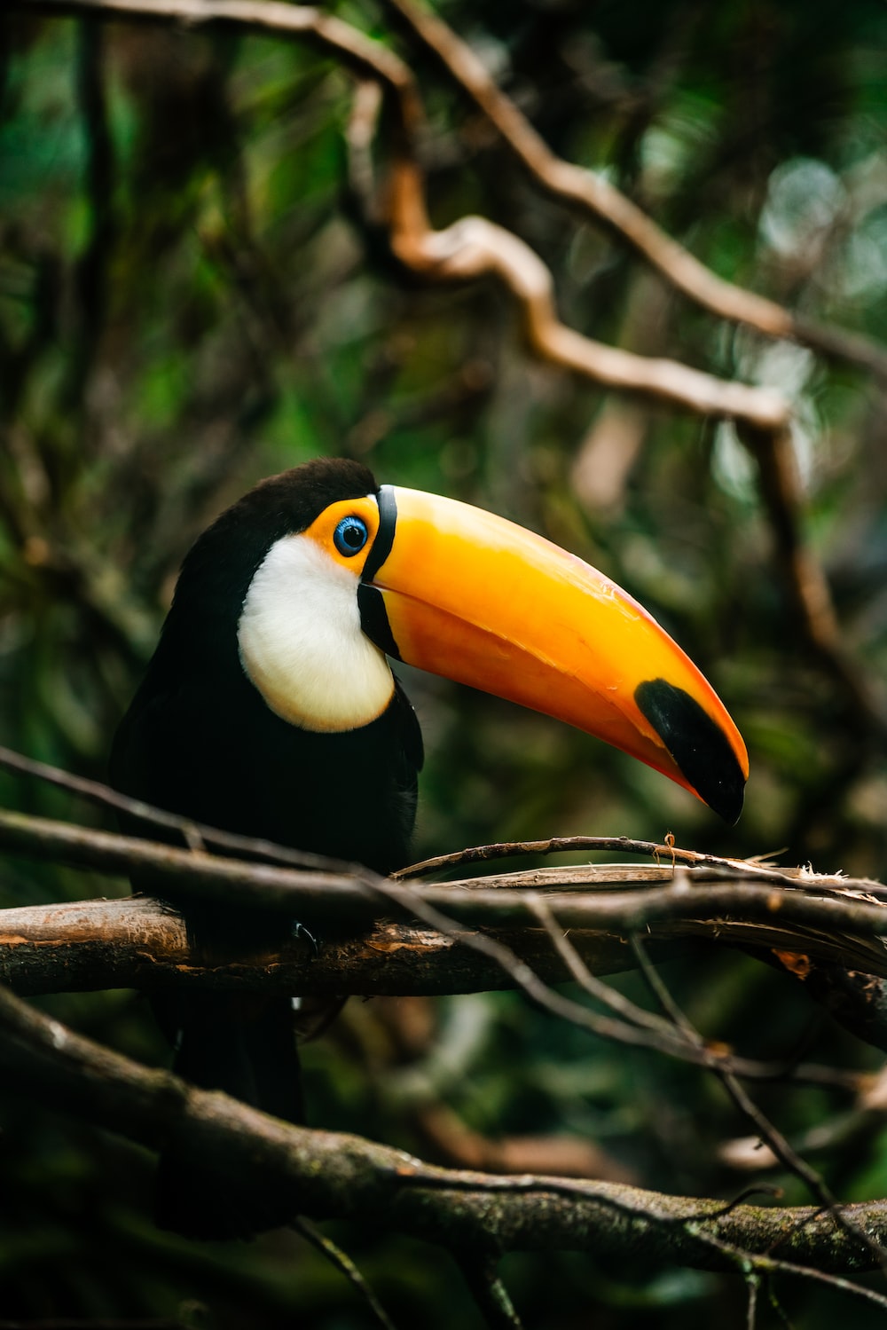 Toco Toucan Wallpapers