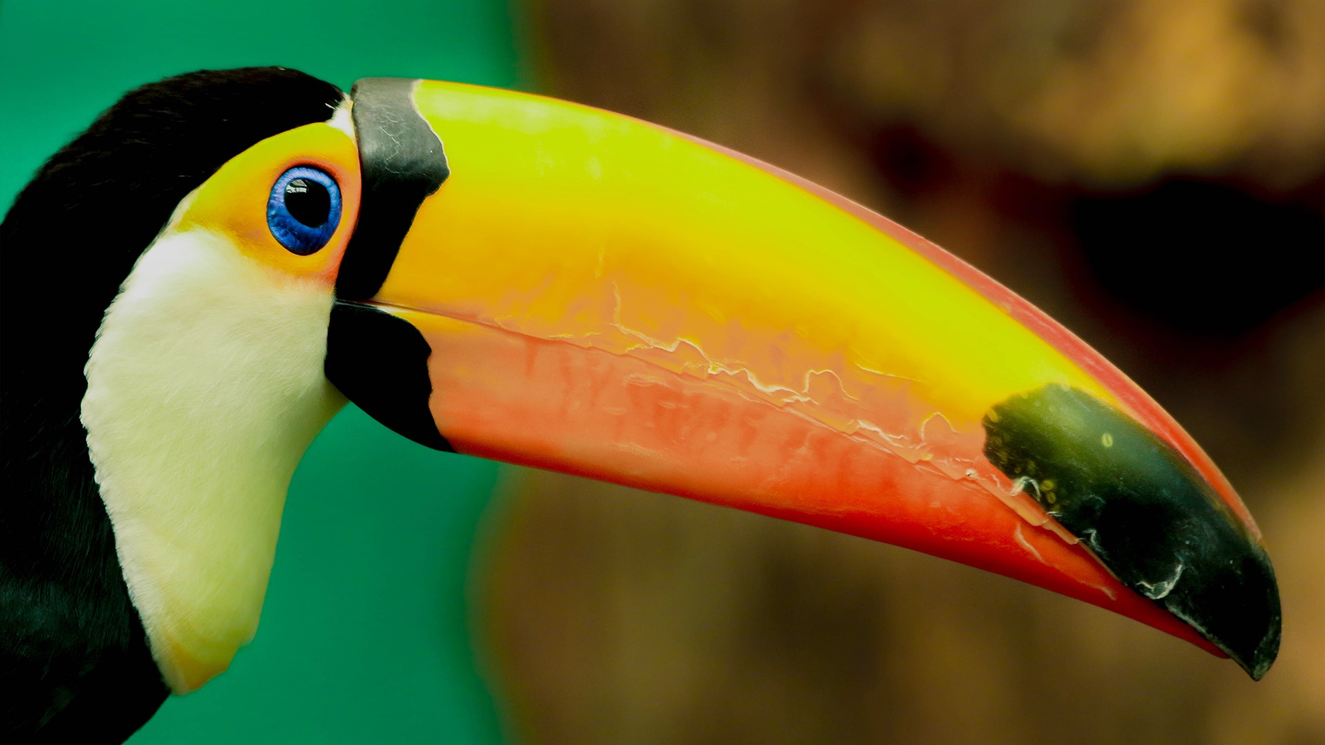 Toco Toucan Wallpapers