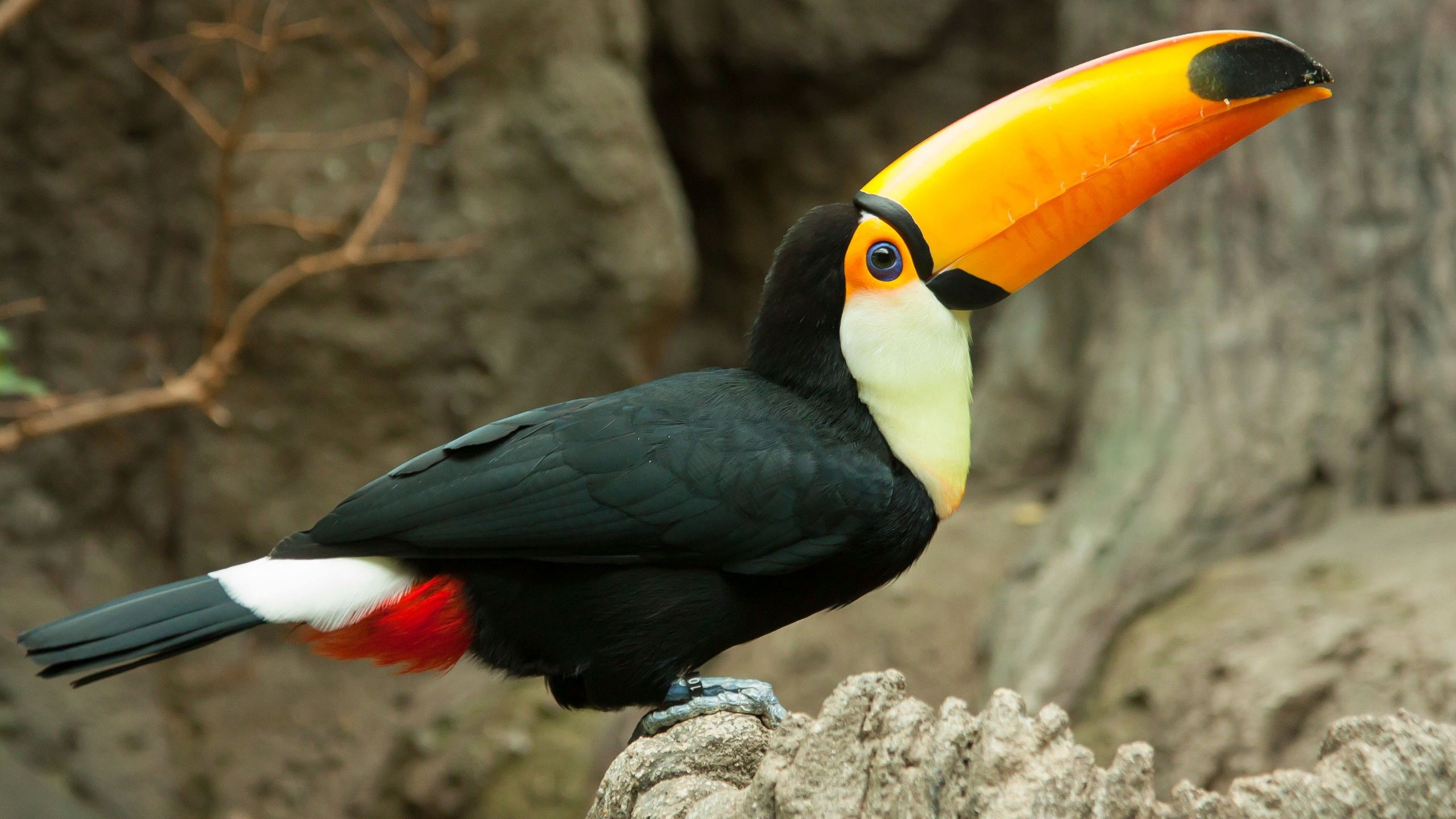 Toco Toucan Wallpapers