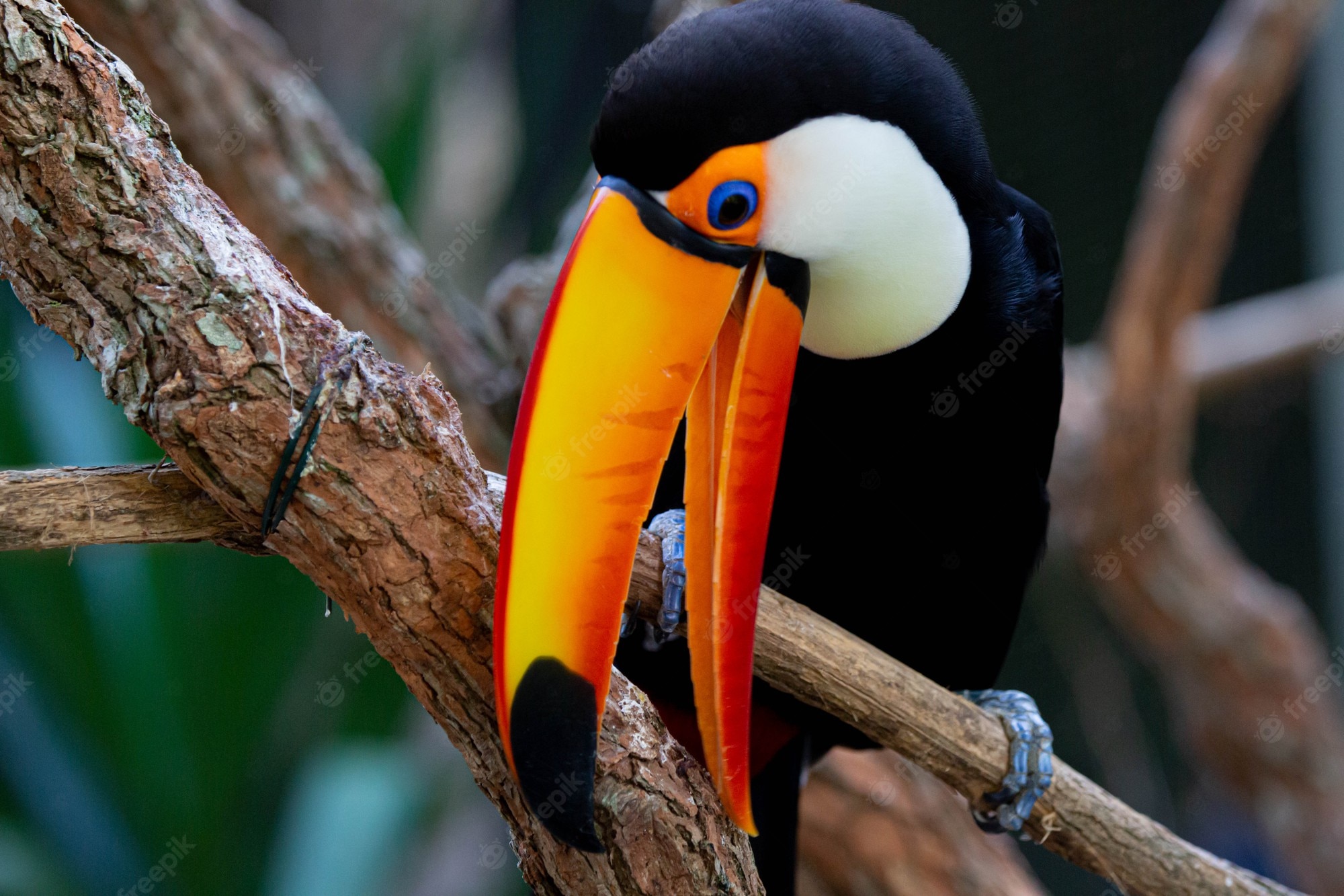 Toco Toucan Wallpapers