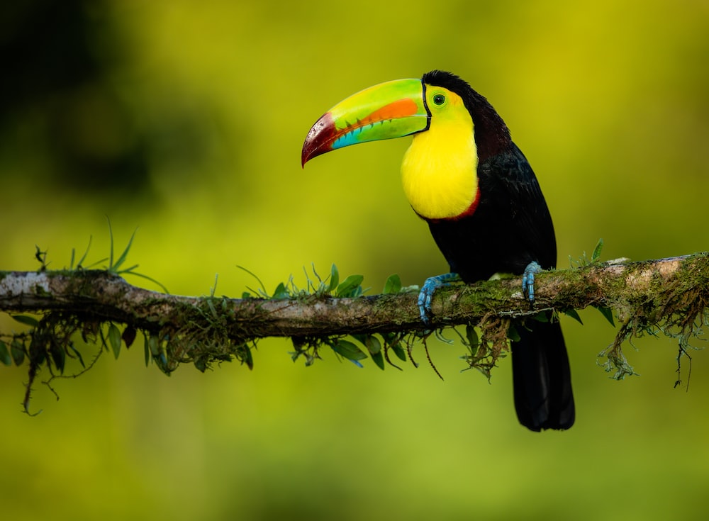 Toco Toucan Wallpapers