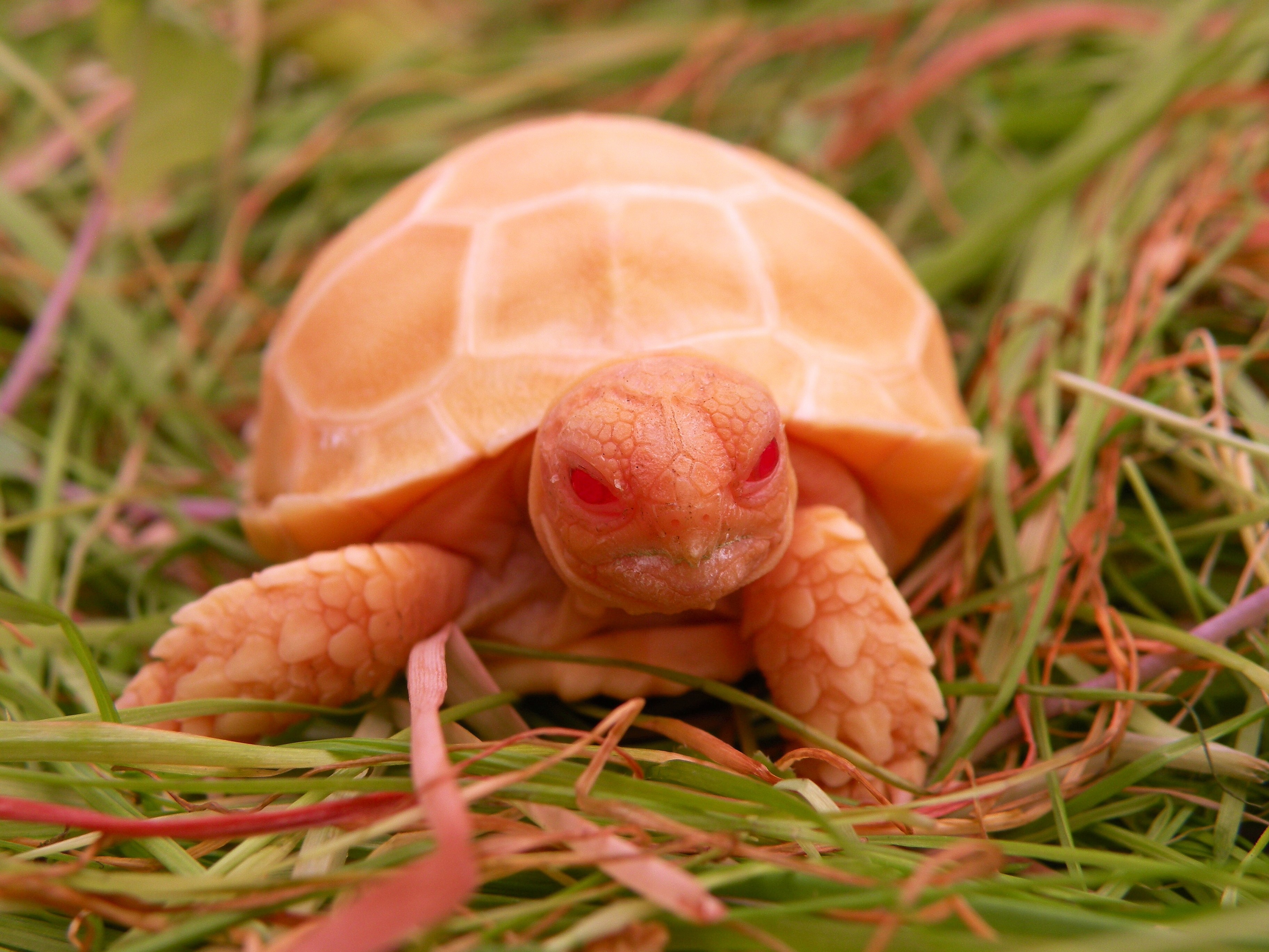 Tortoise Wallpapers