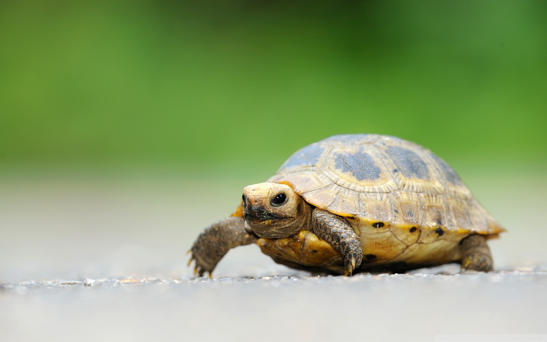 Tortoise Wallpapers