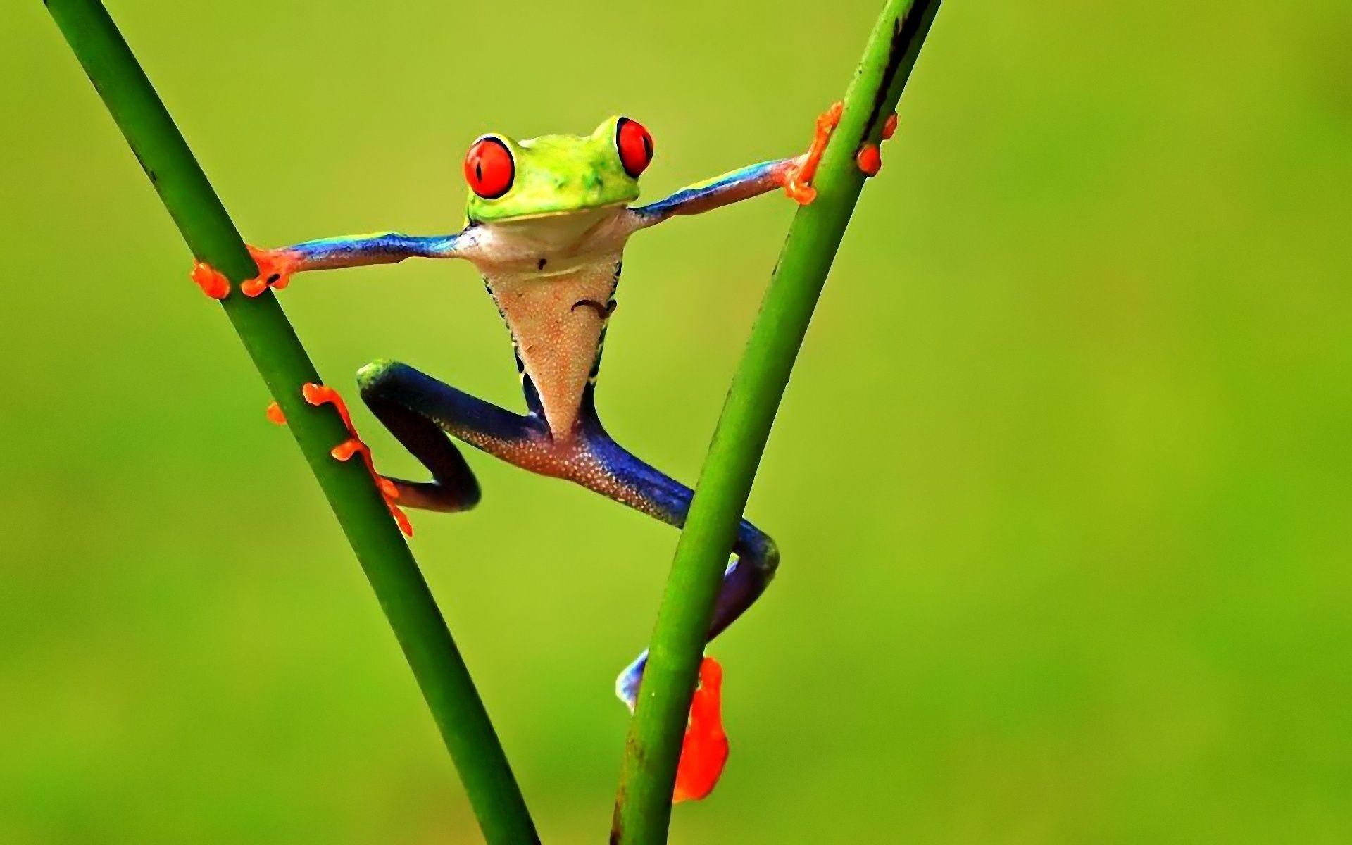 Tree Frog Wallpapers