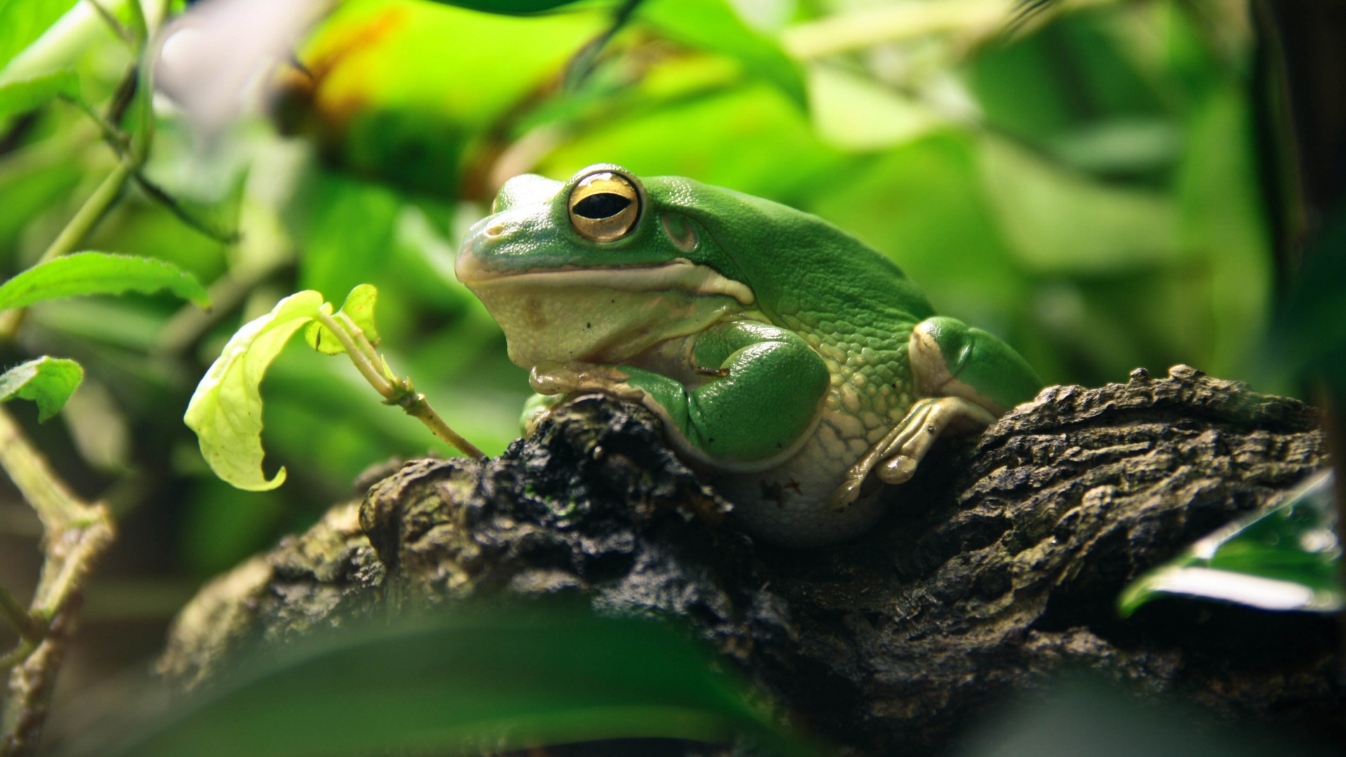 Tree Frog Wallpapers