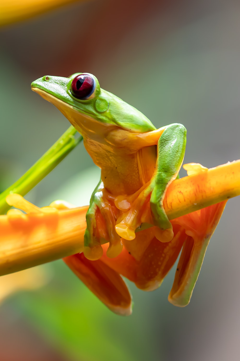 Tree Frog Wallpapers