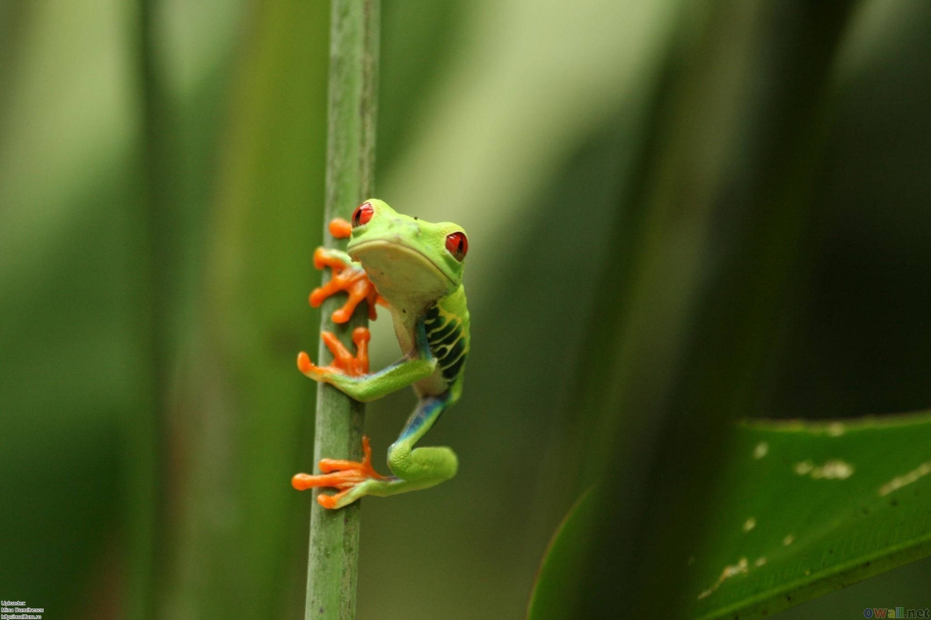 Tree Frog Wallpapers