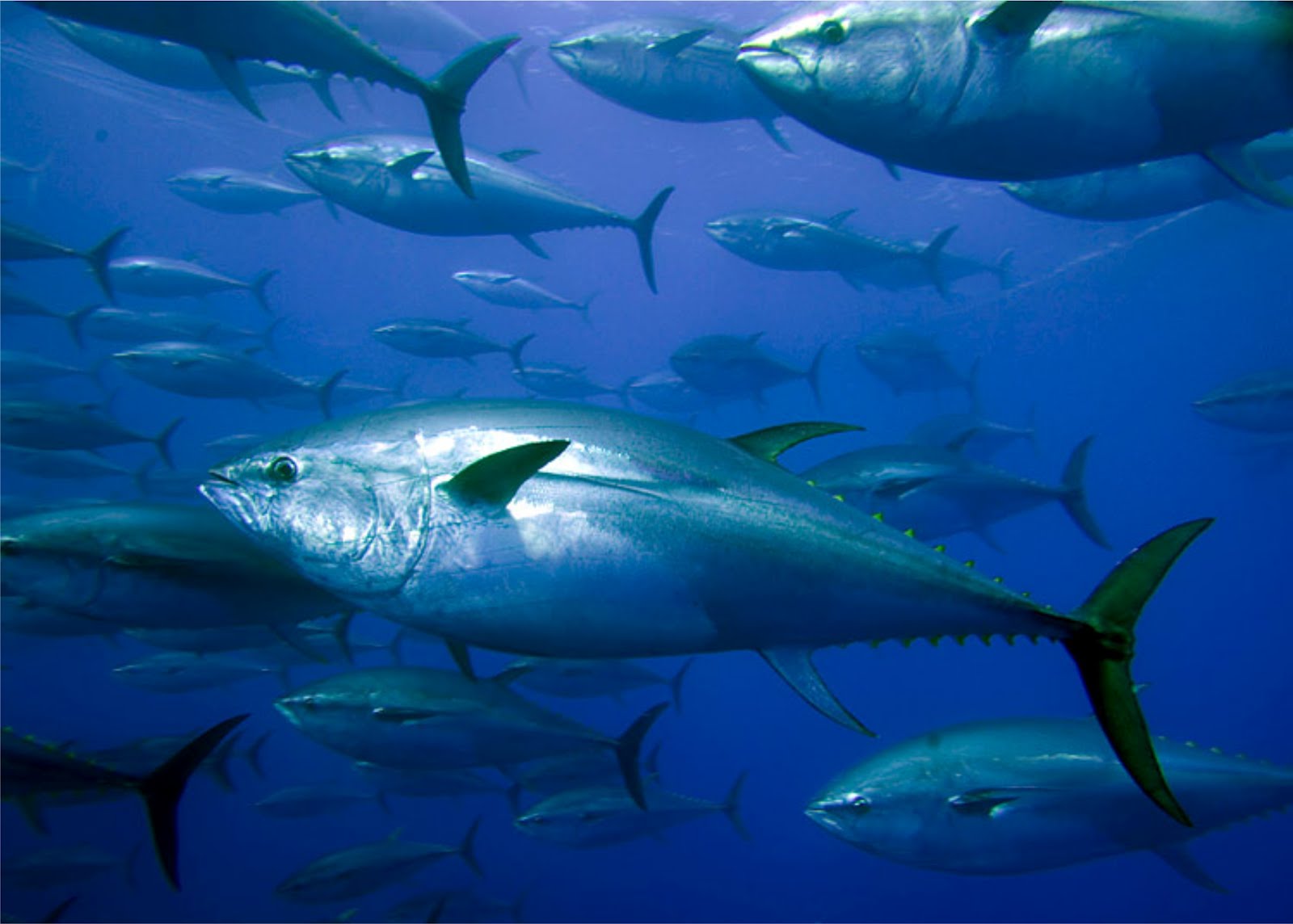 Tuna Wallpapers