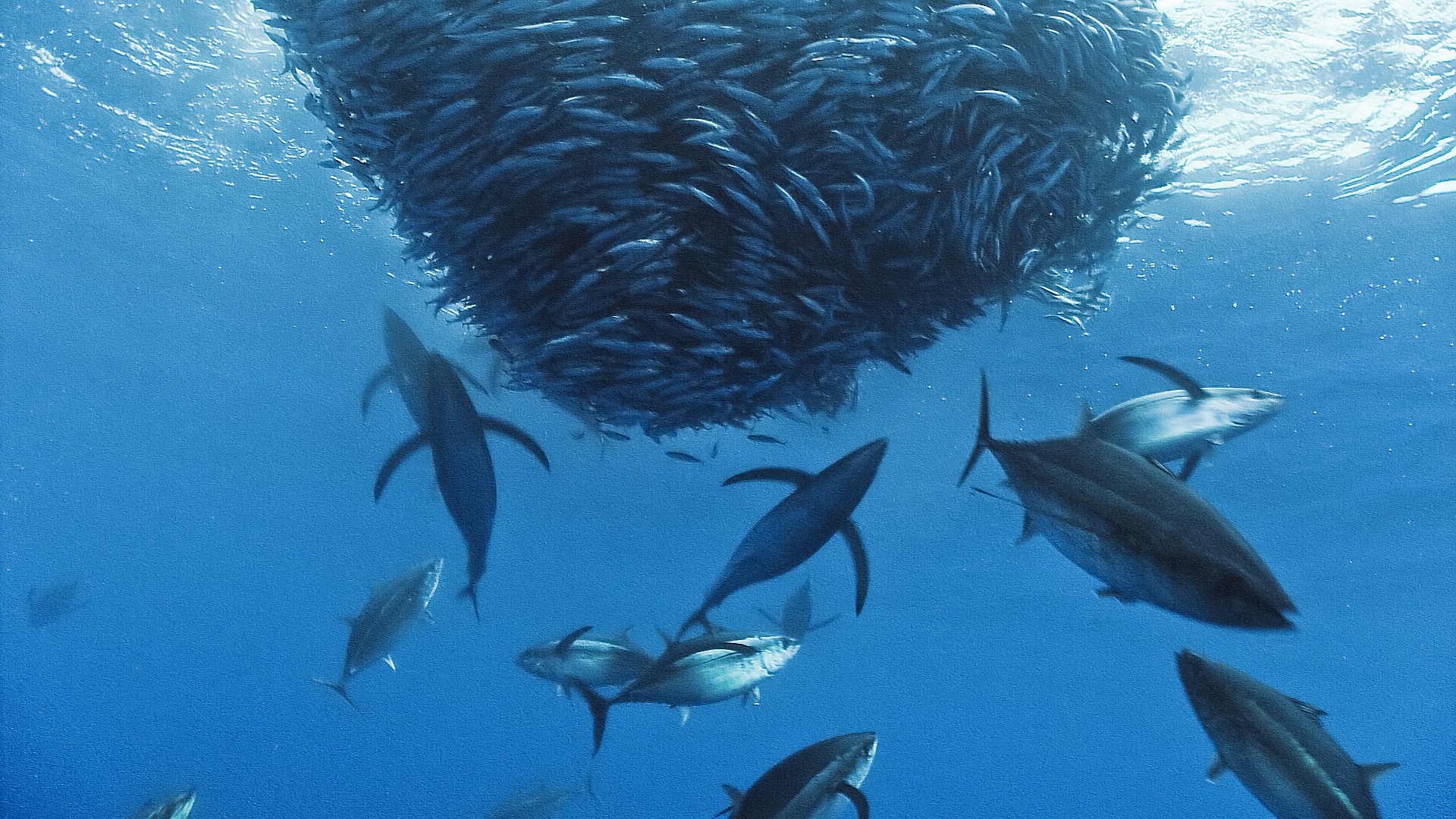 Tuna Wallpapers