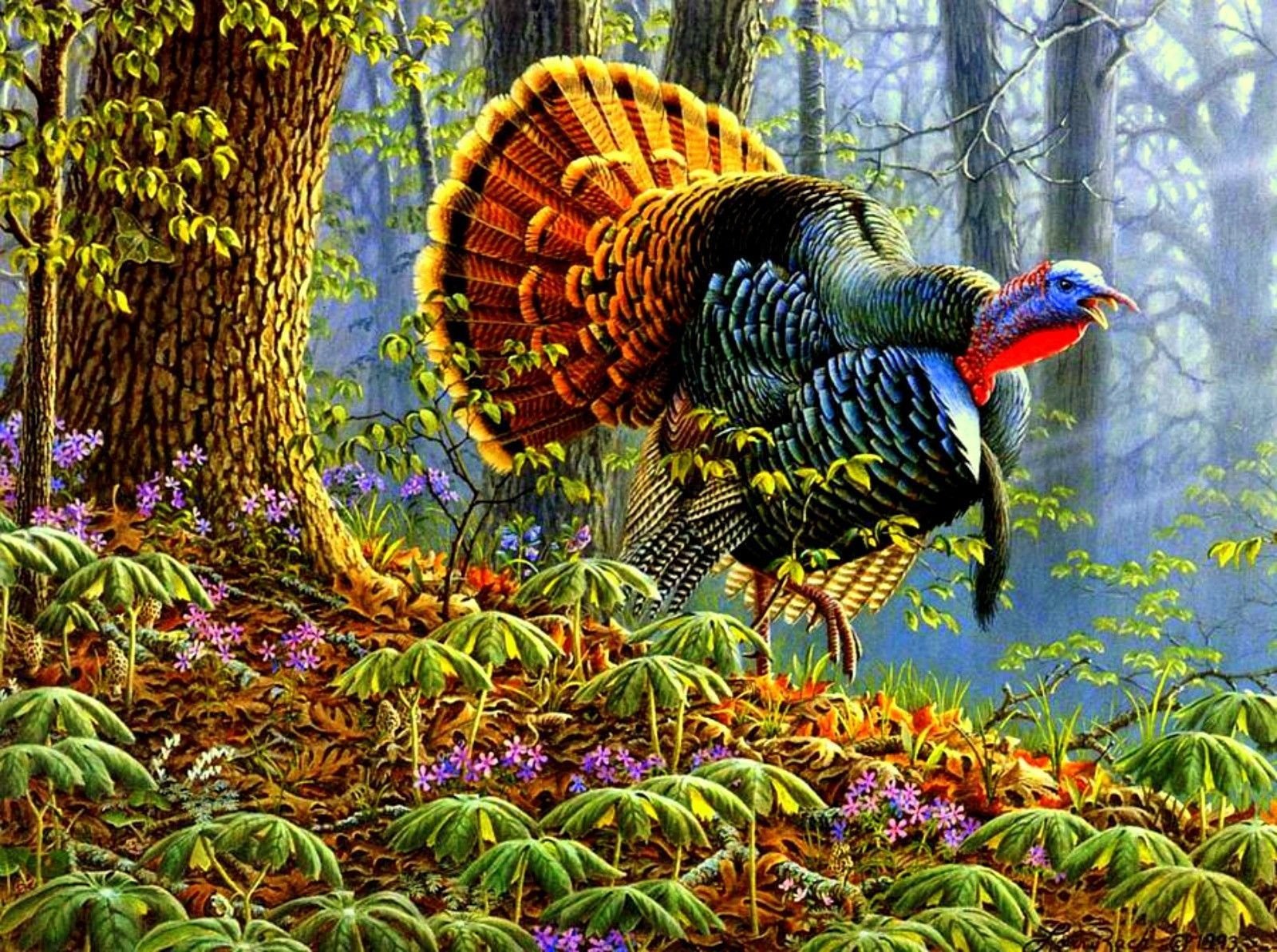 Turkeys Wallpapers