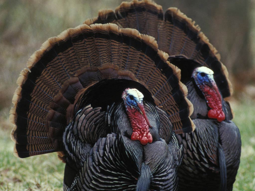 Turkeys Wallpapers