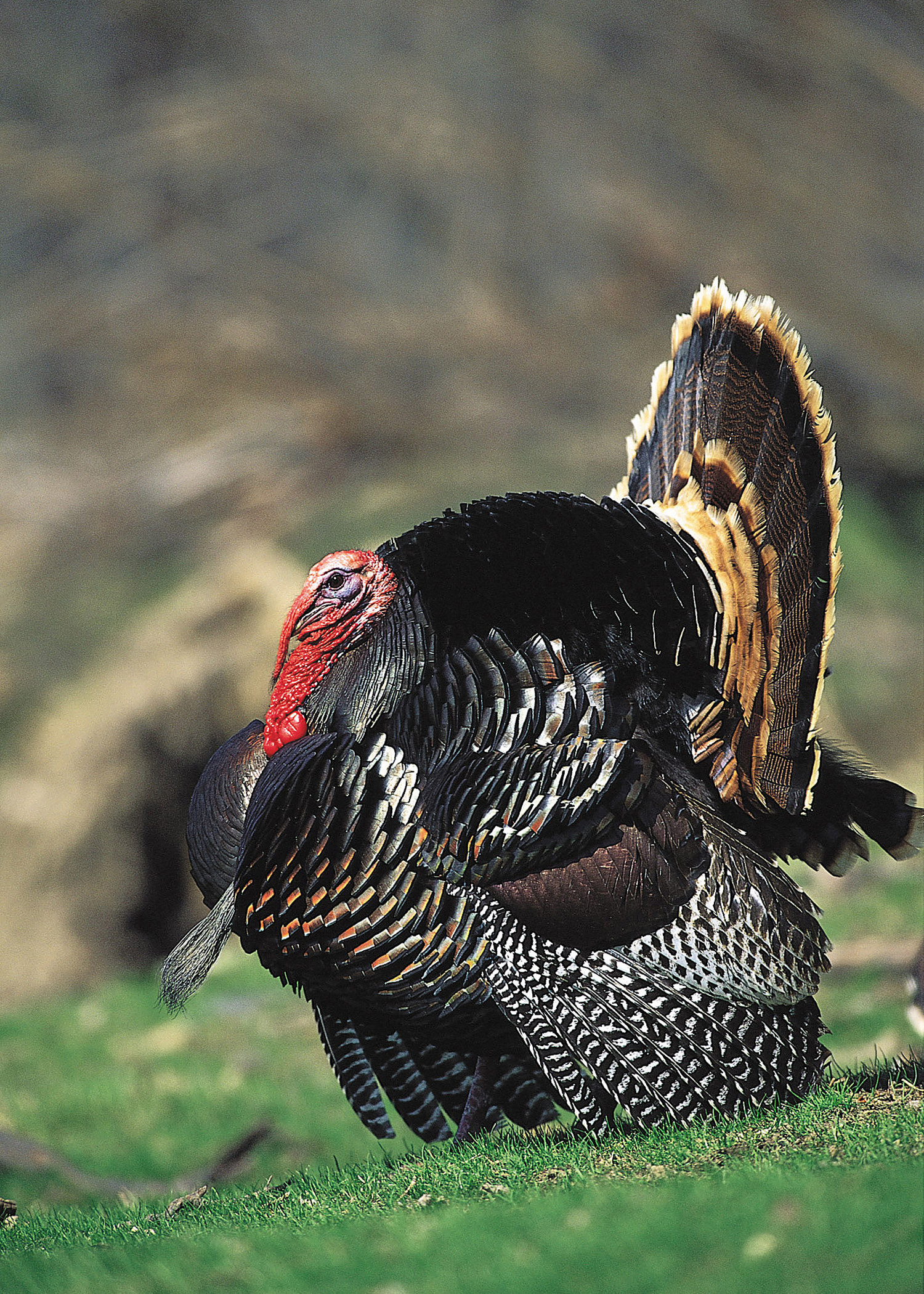 Turkeys Wallpapers