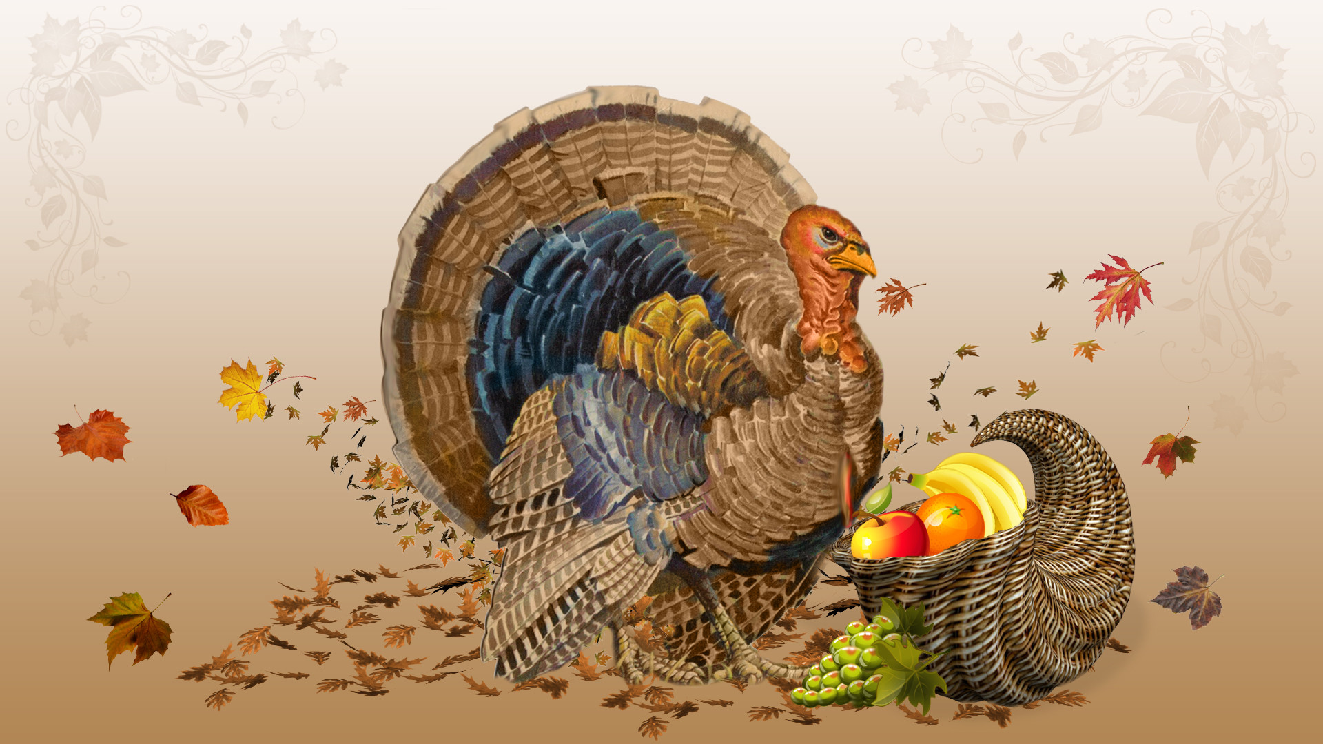 Turkeys Wallpapers