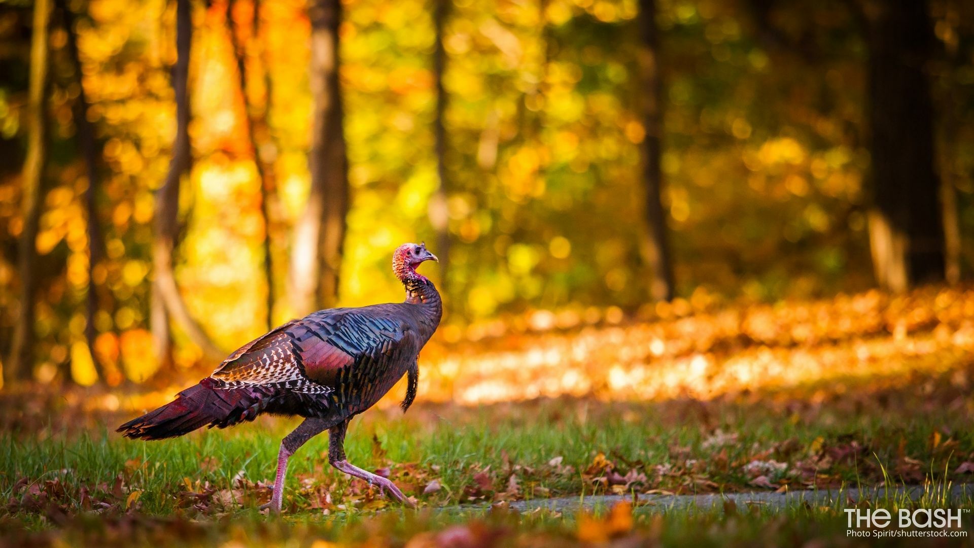 Turkeys Wallpapers