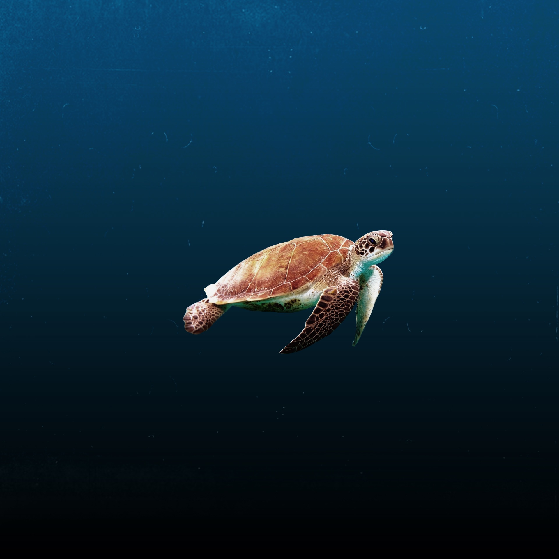 Turtle Wallpapers