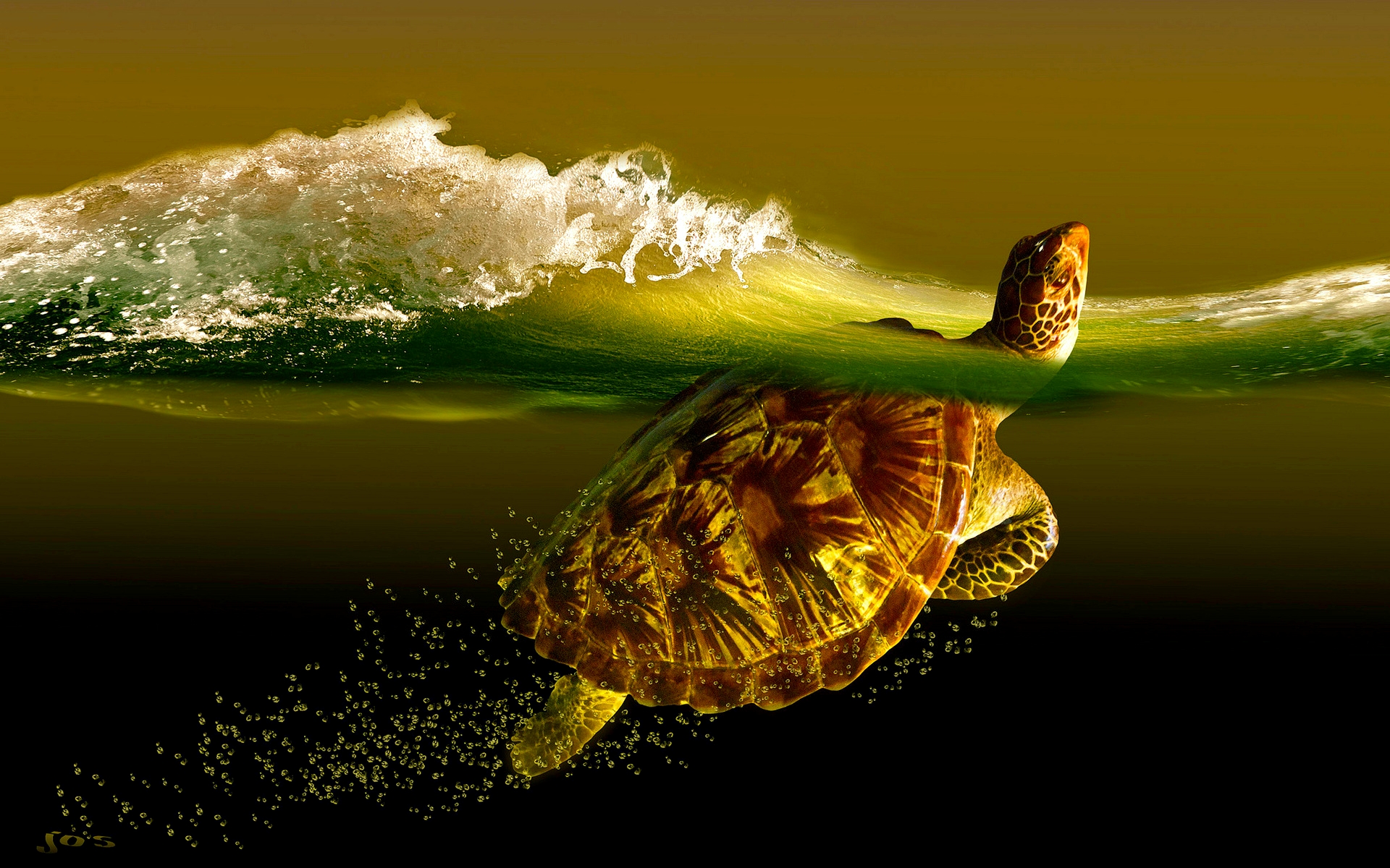 Turtle Wallpapers