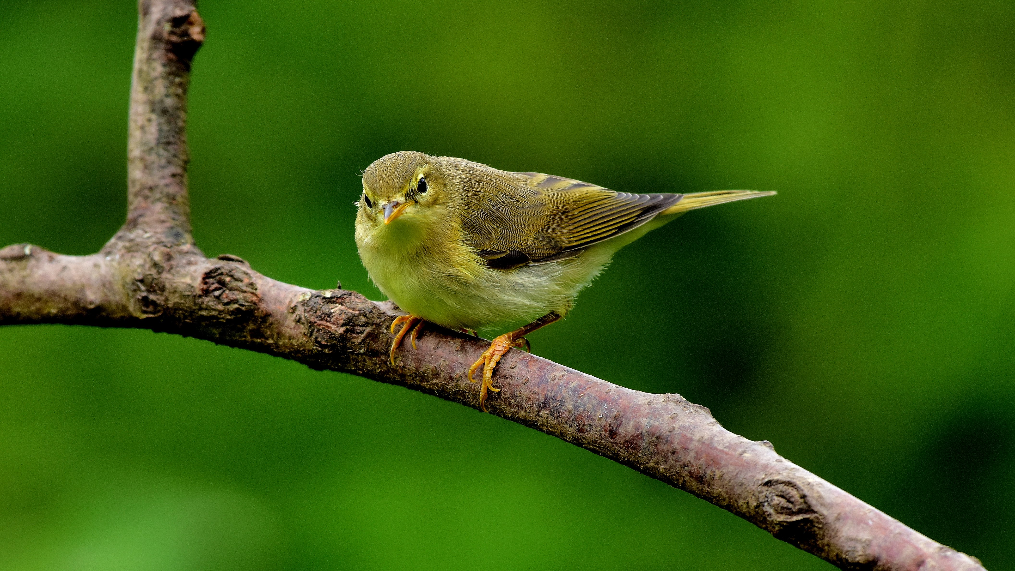 Warbler Wallpapers