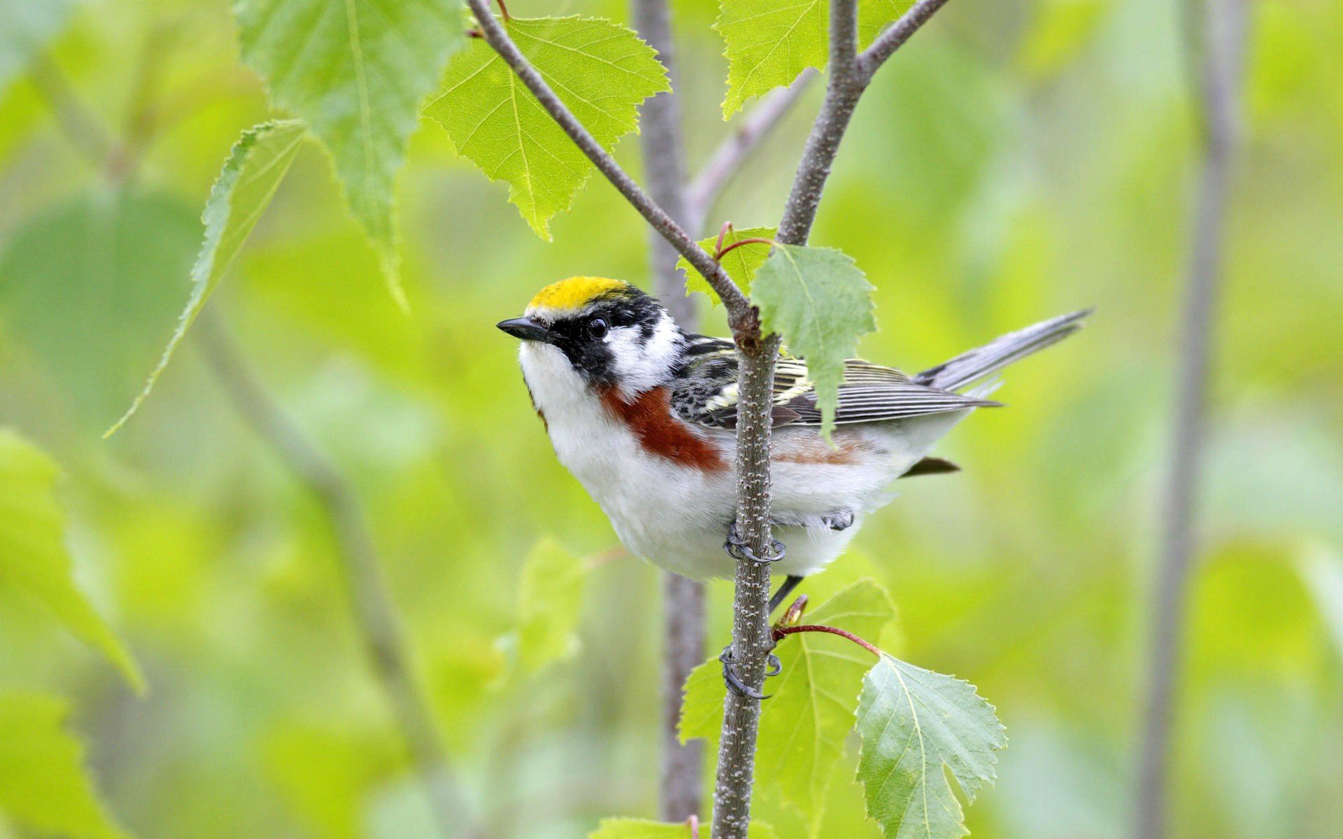 Warbler Wallpapers