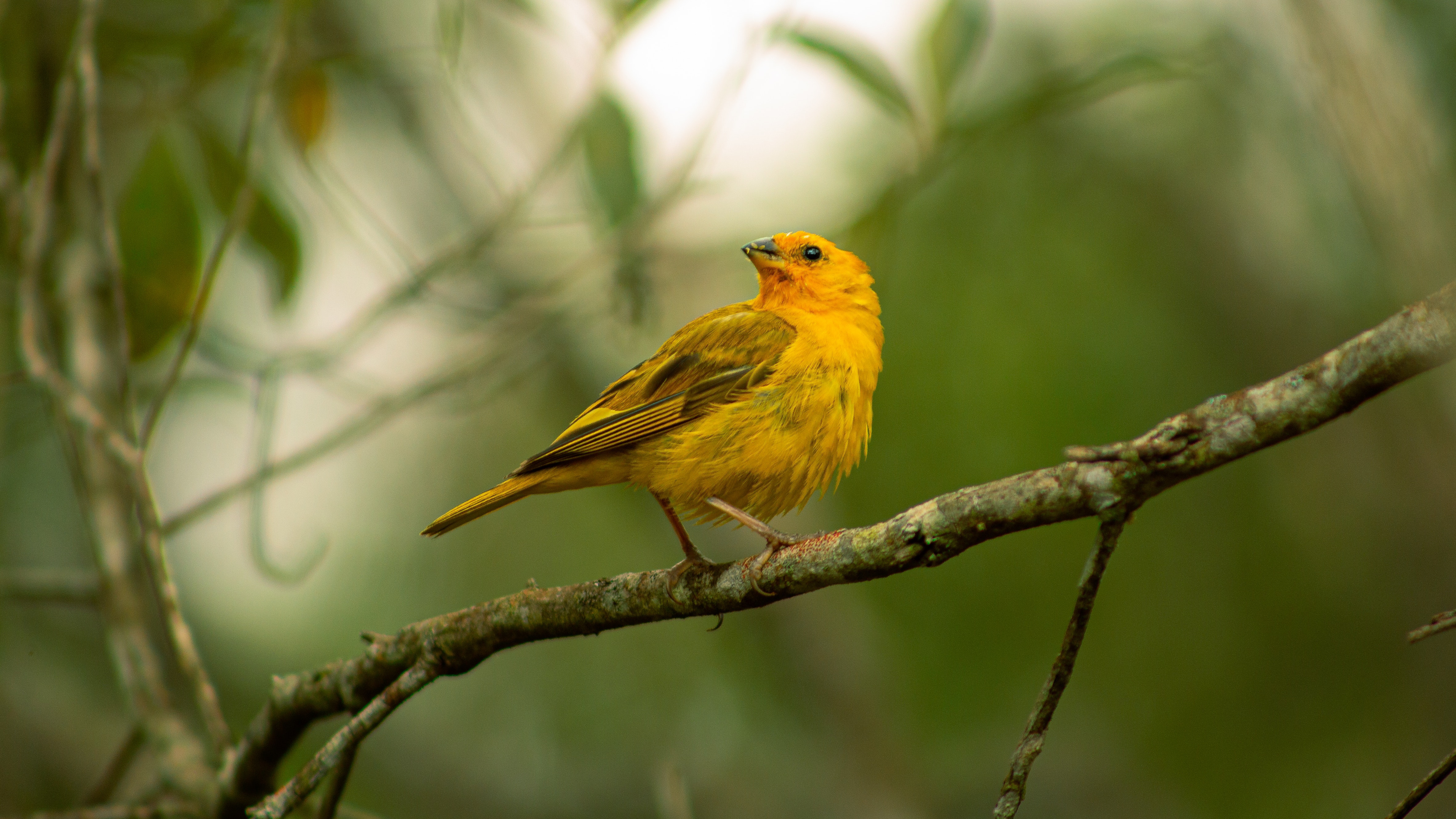 Warbler Wallpapers