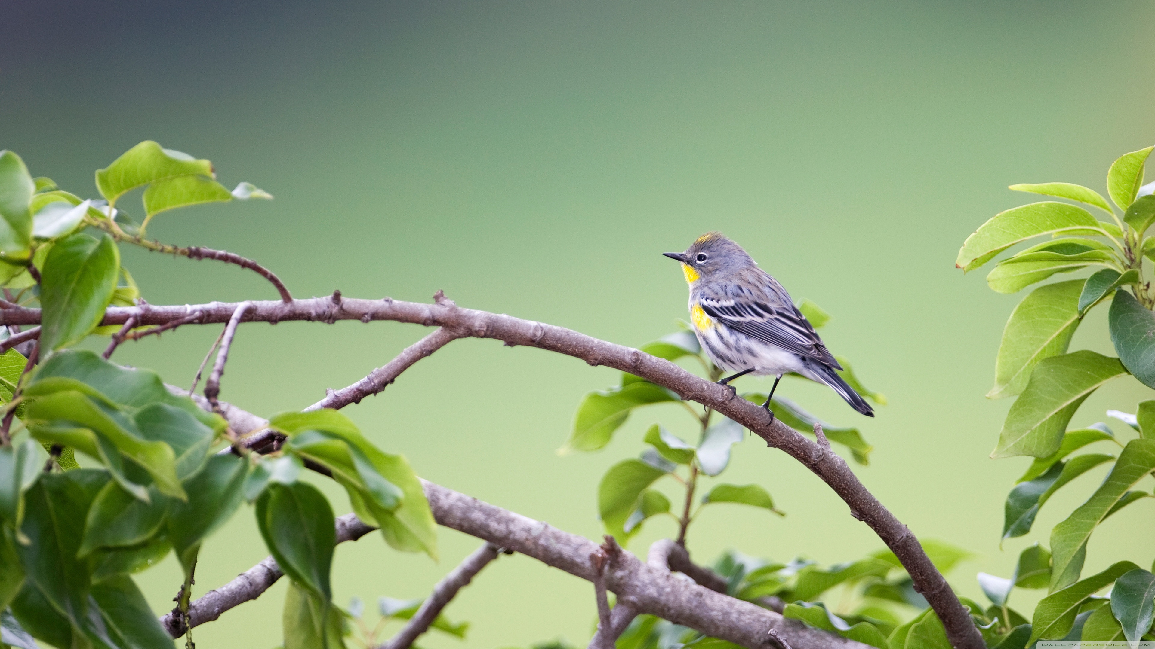 Warbler Wallpapers