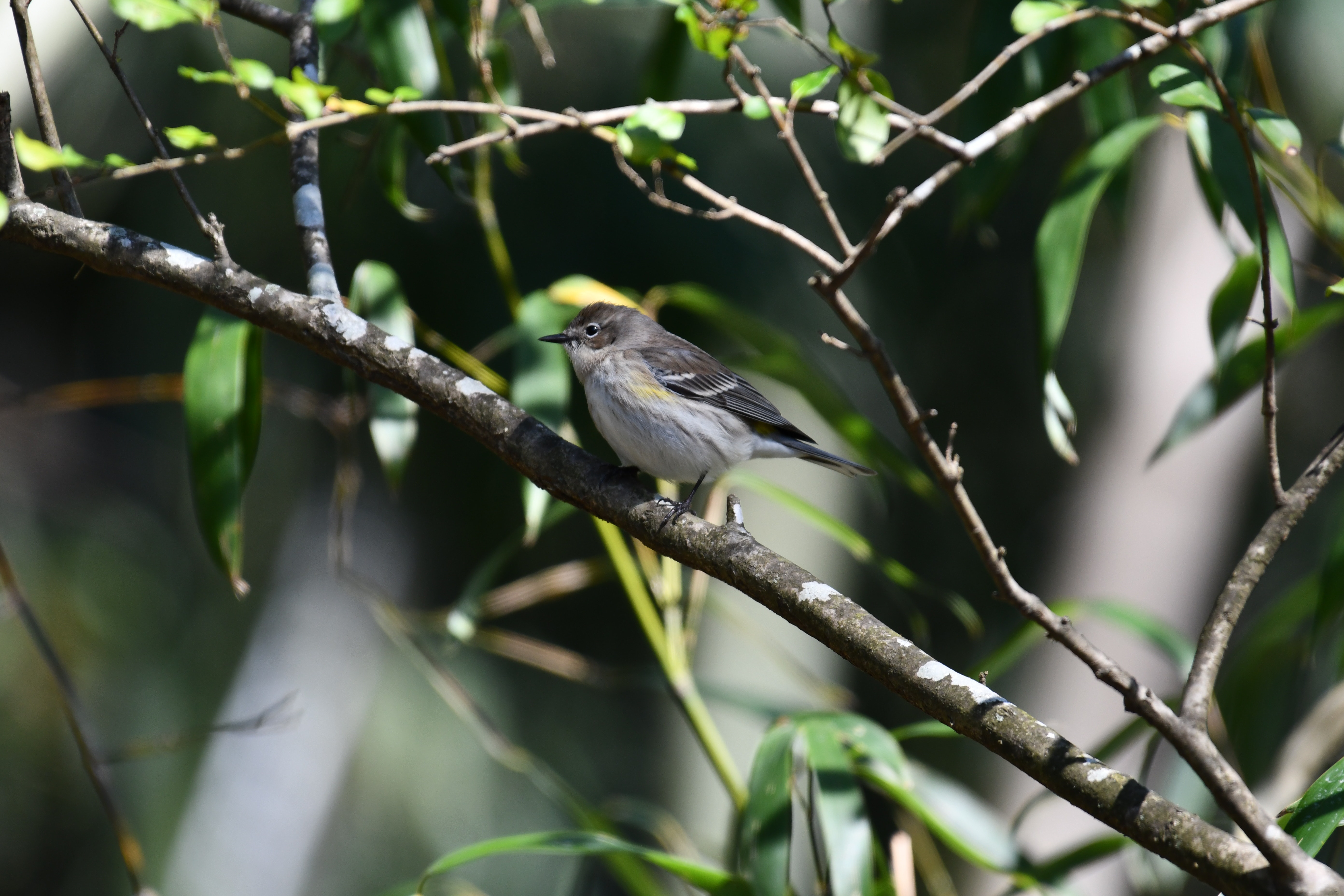 Warbler Wallpapers