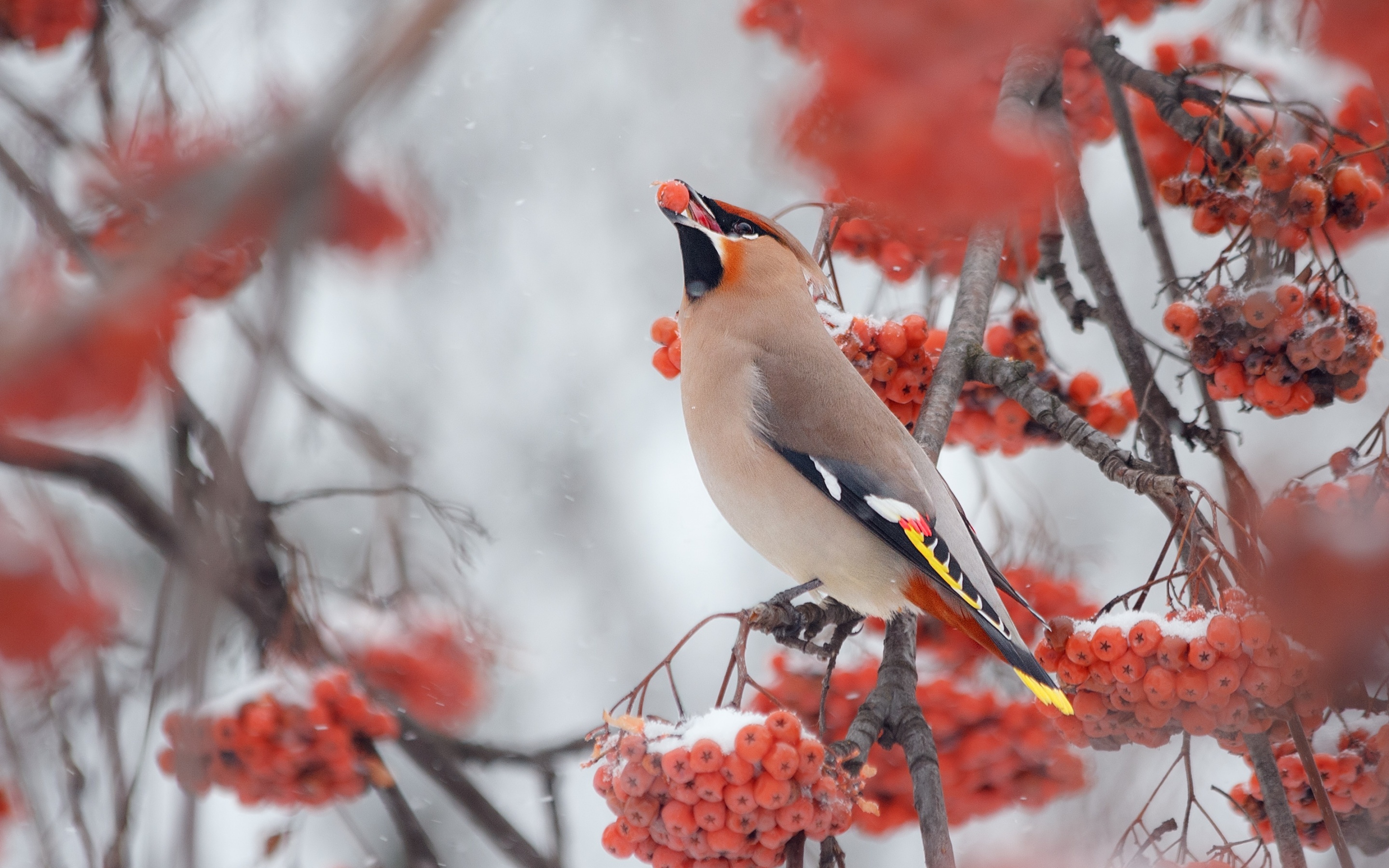 Waxwing Wallpapers