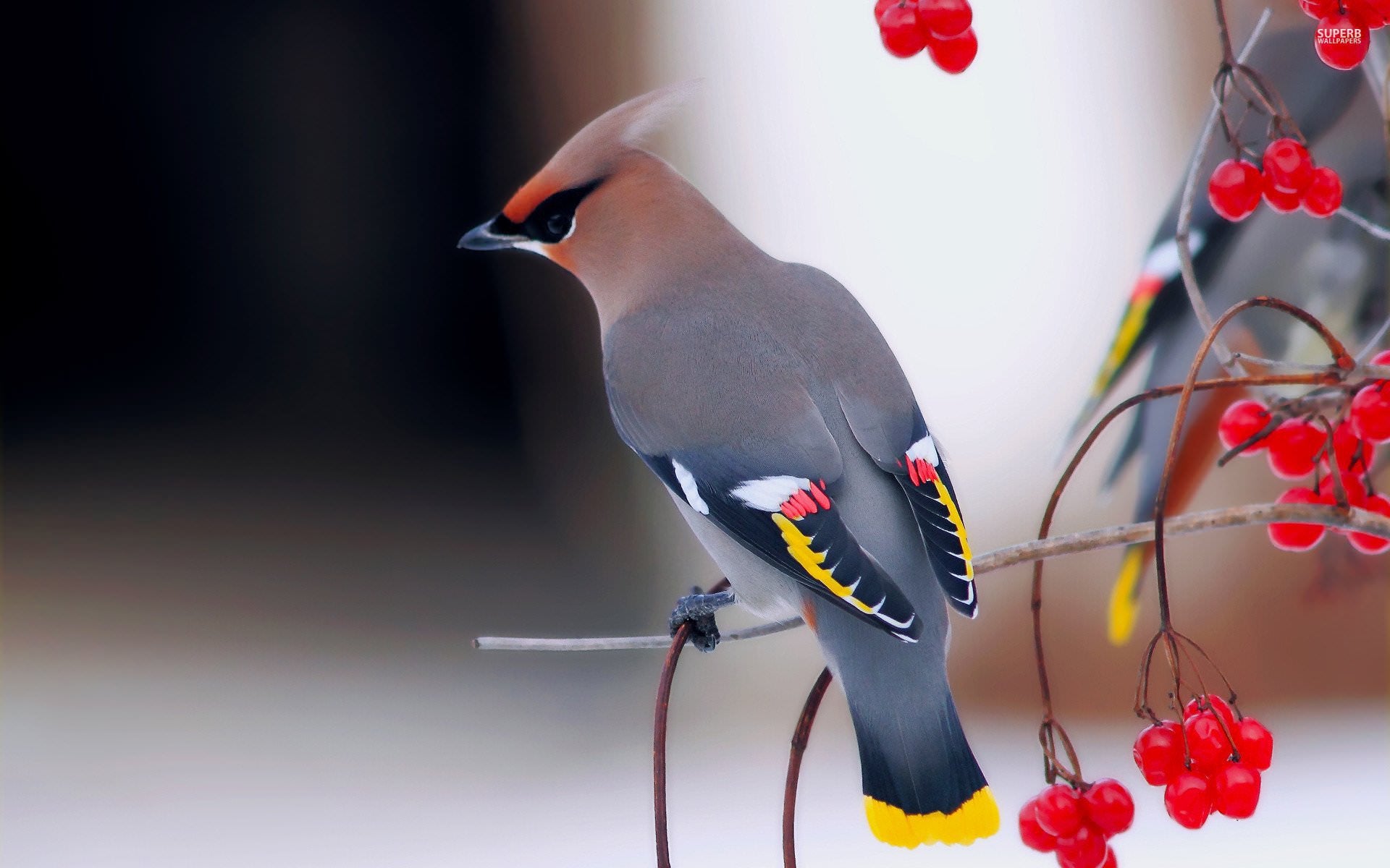 Waxwing Wallpapers