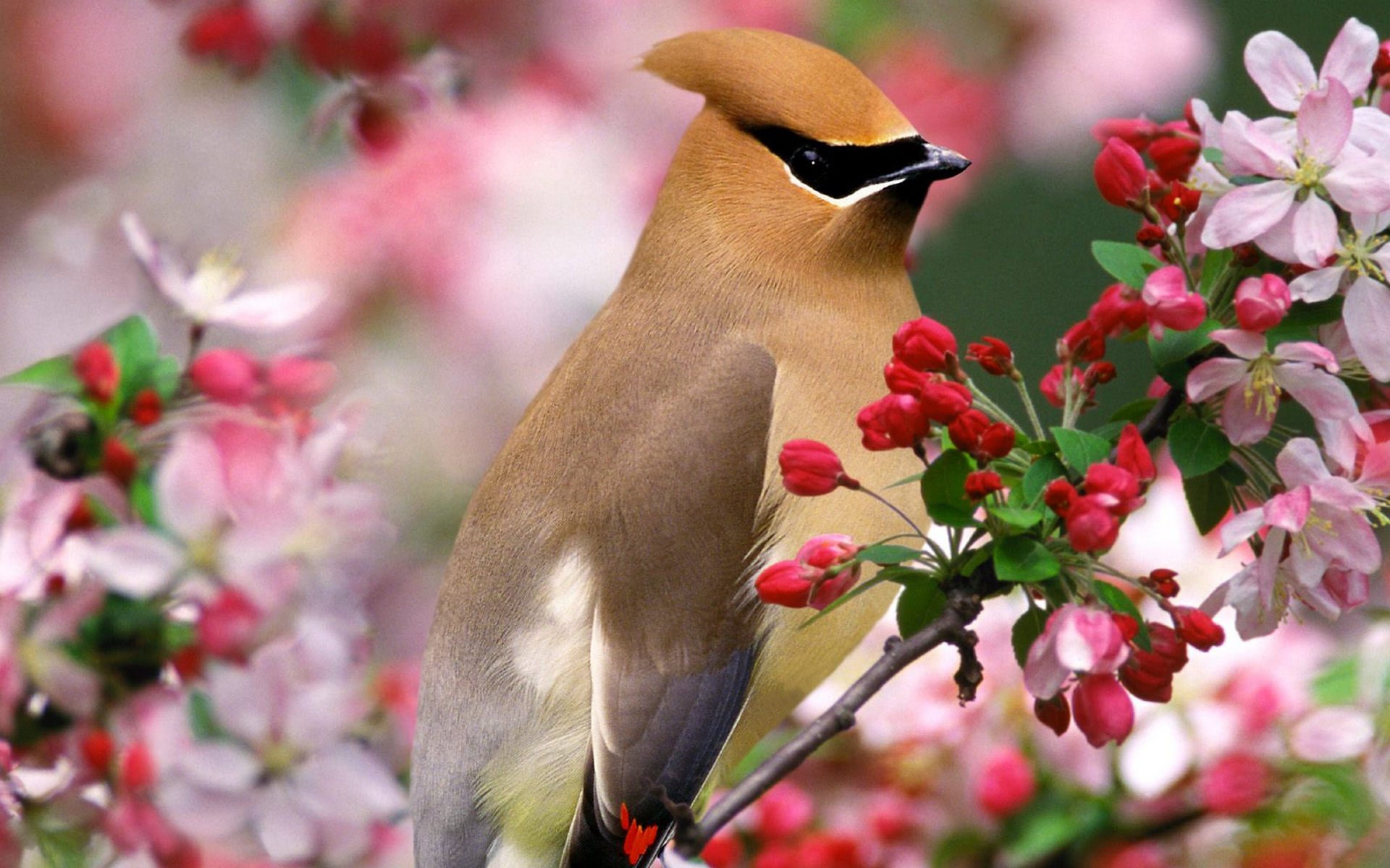 Waxwing Wallpapers