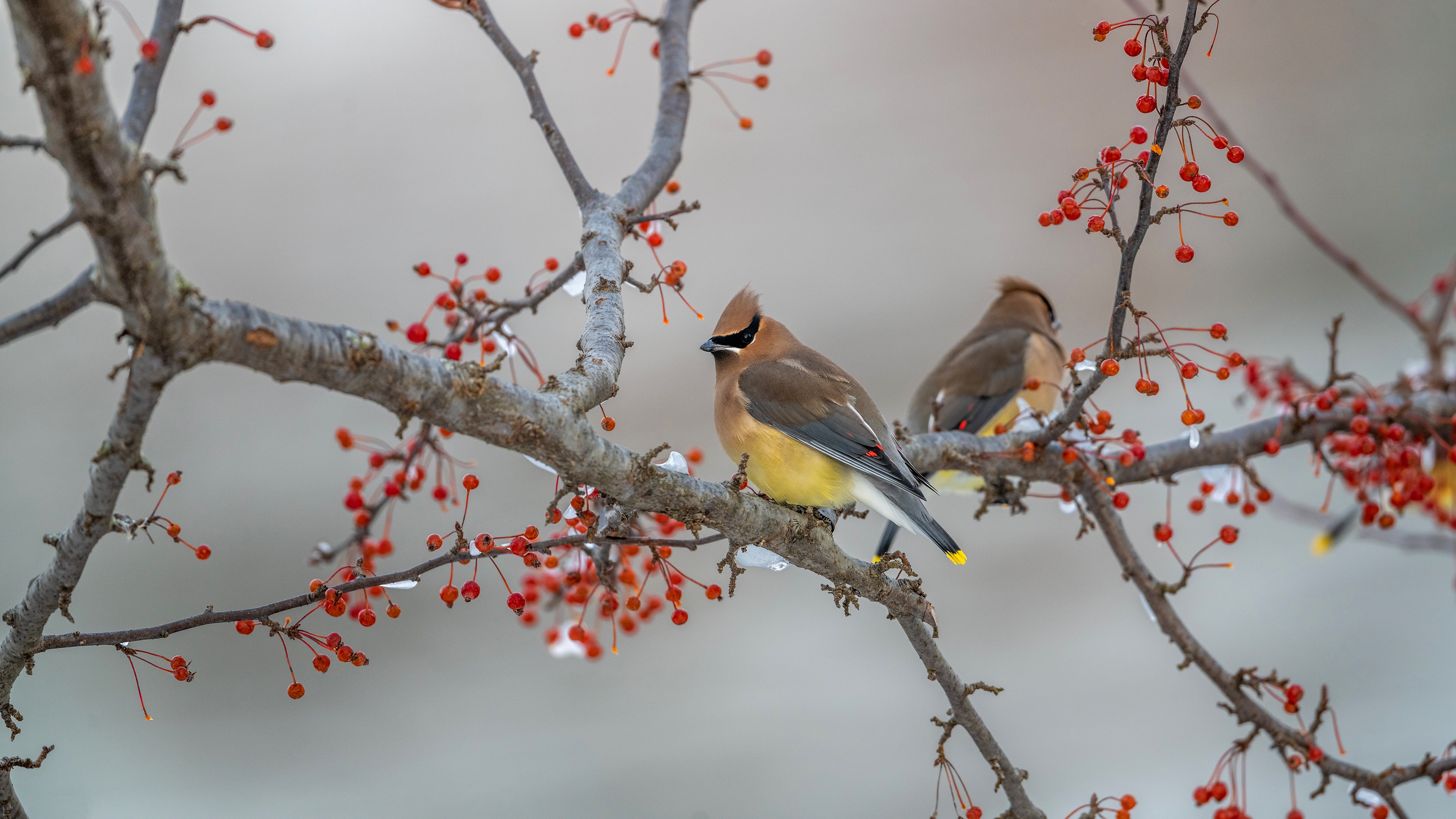 Waxwing Wallpapers