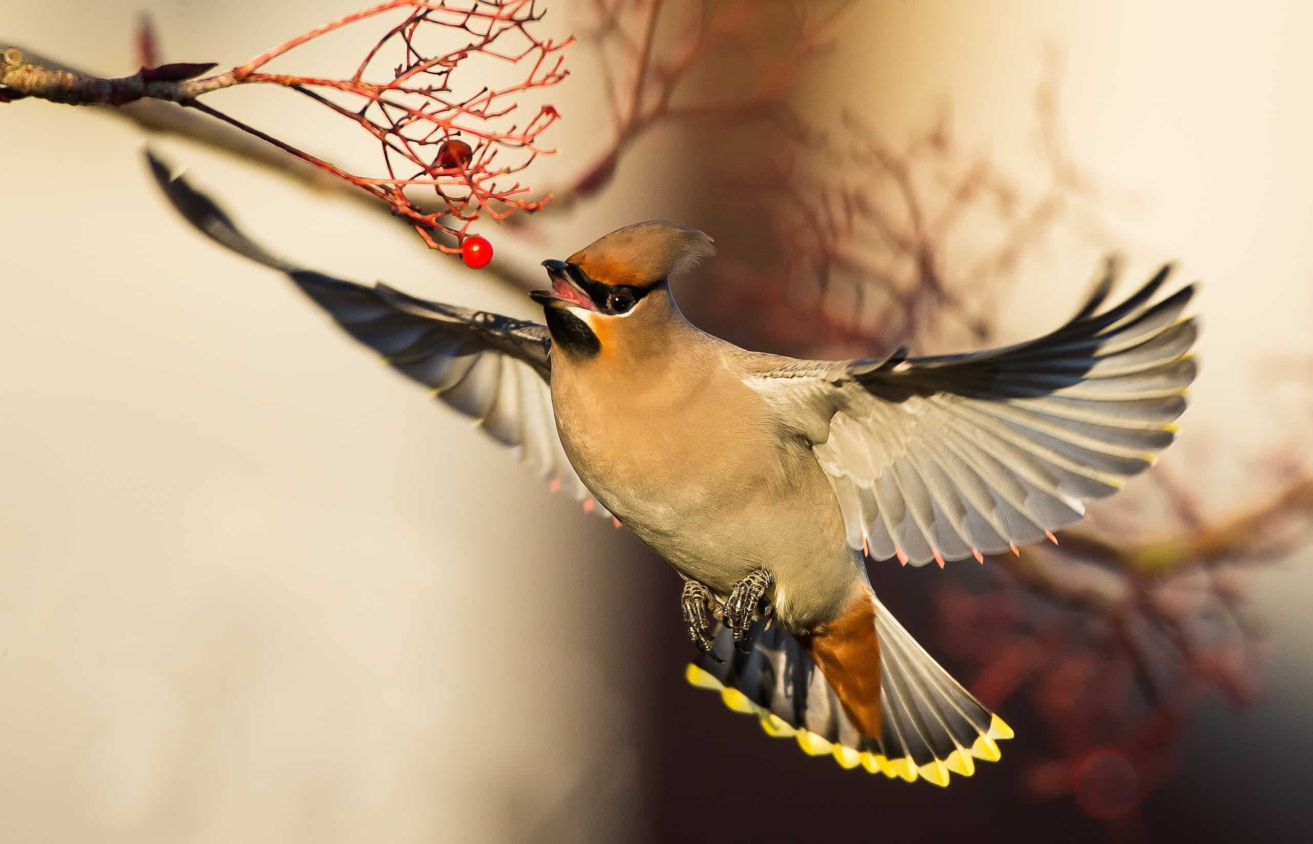 Waxwing Wallpapers