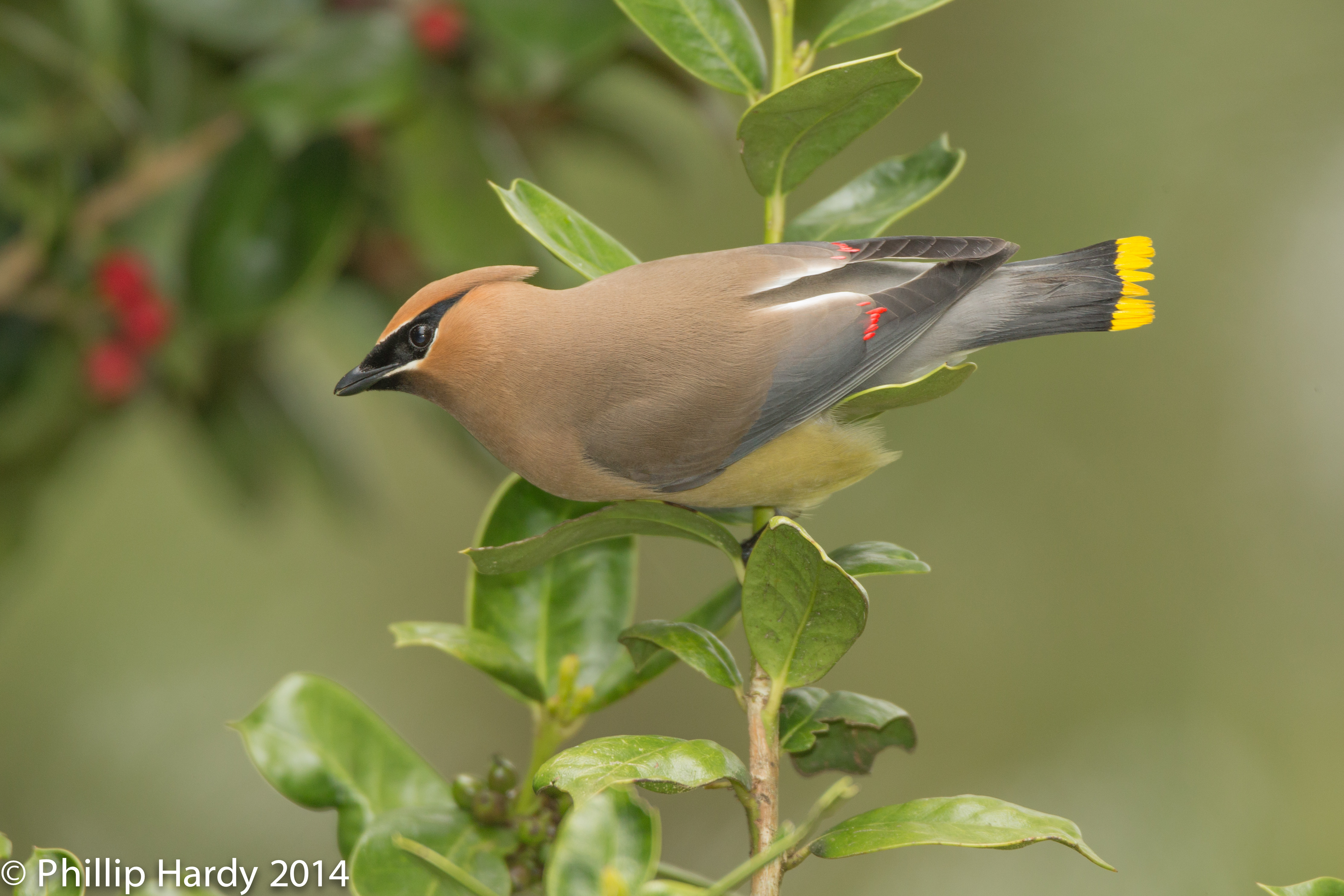 Waxwing Wallpapers