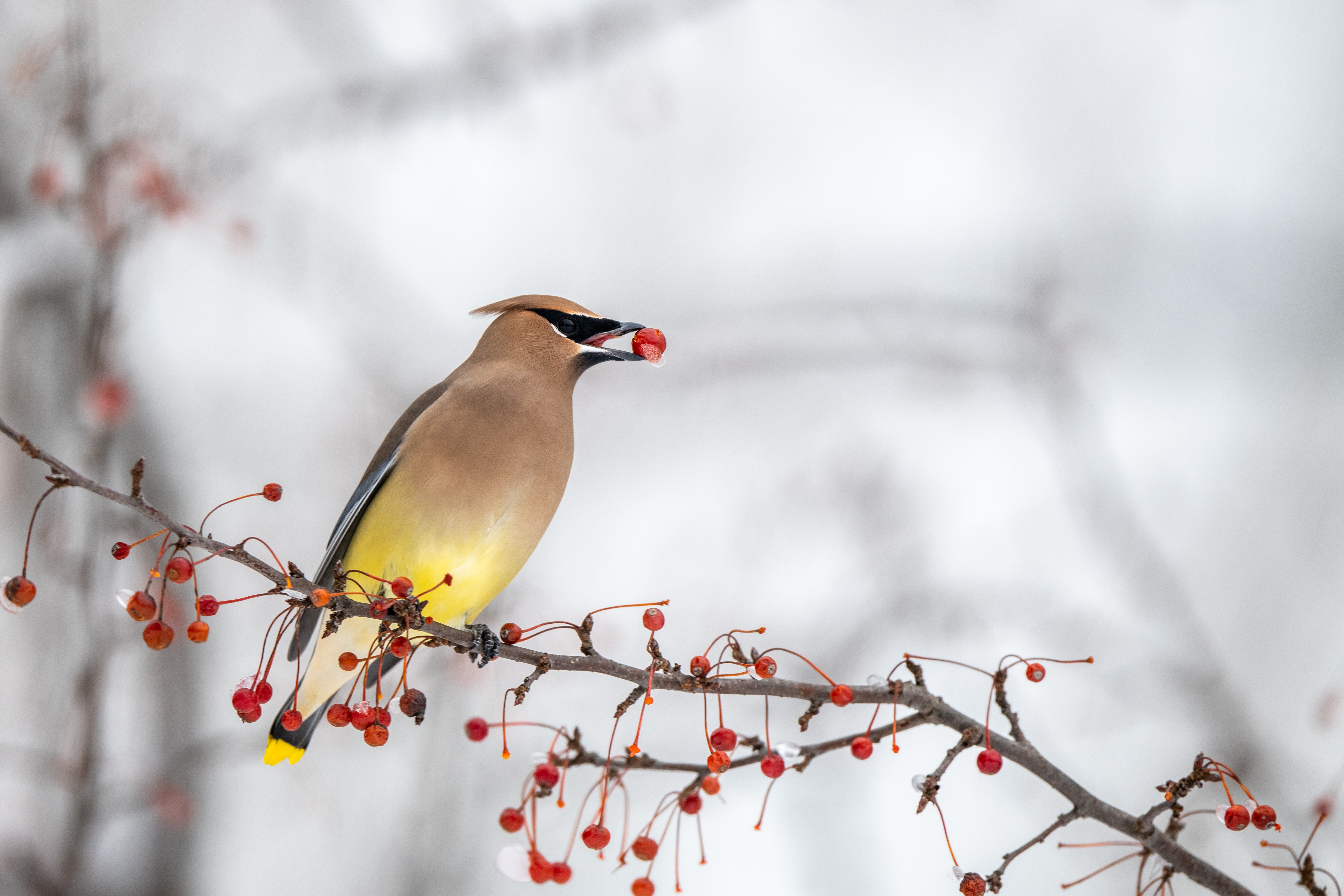 Waxwing Wallpapers