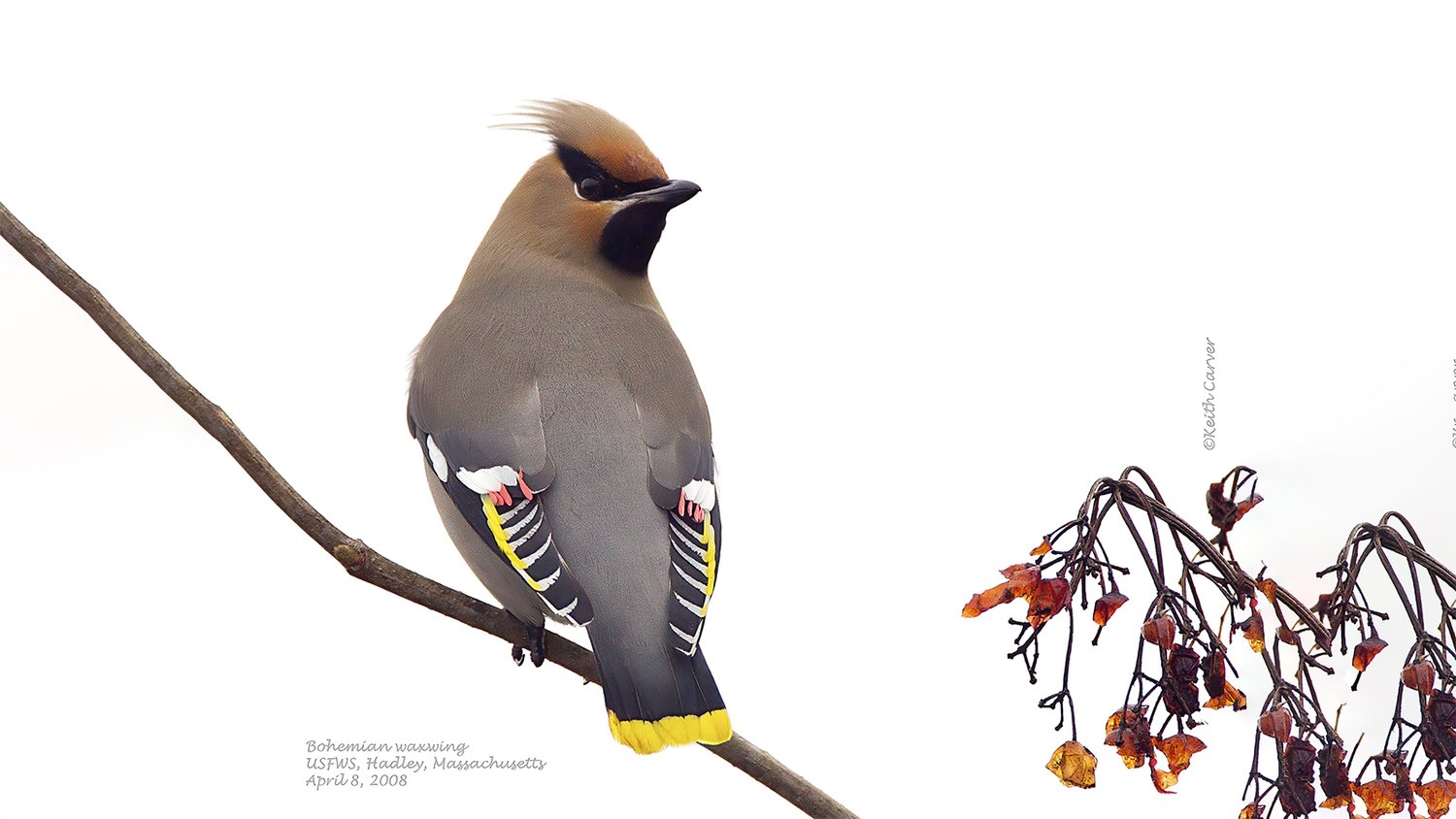 Waxwing Wallpapers