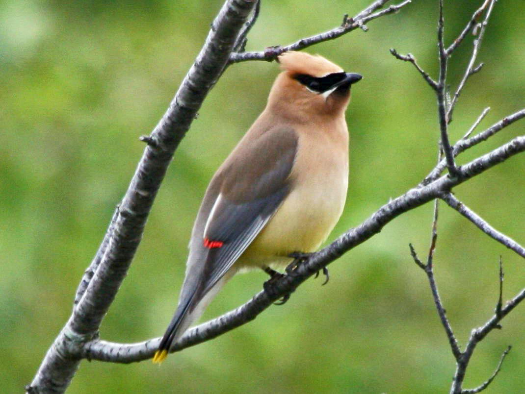 Waxwing Wallpapers