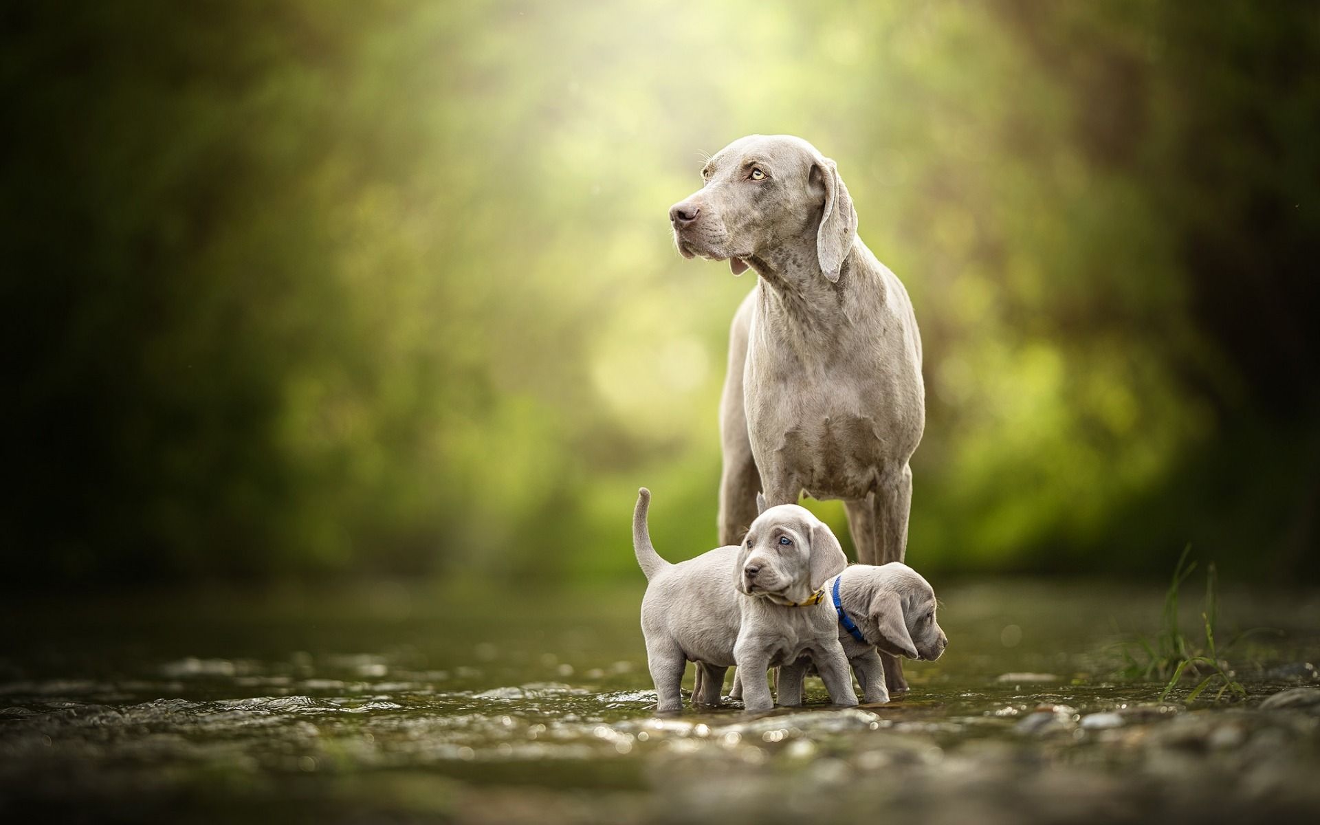 Weimaraner Wallpapers