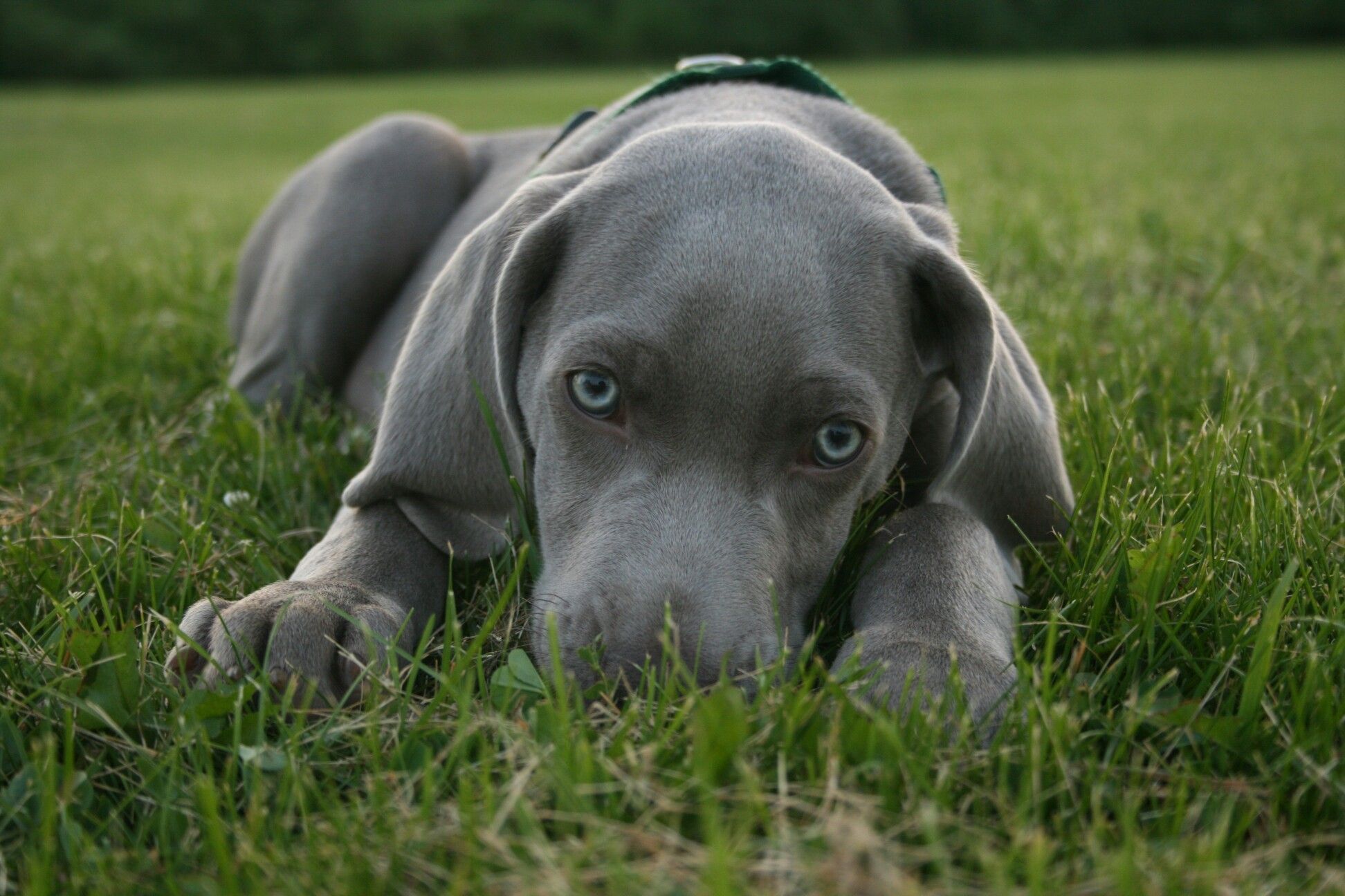 Weimaraner Wallpapers