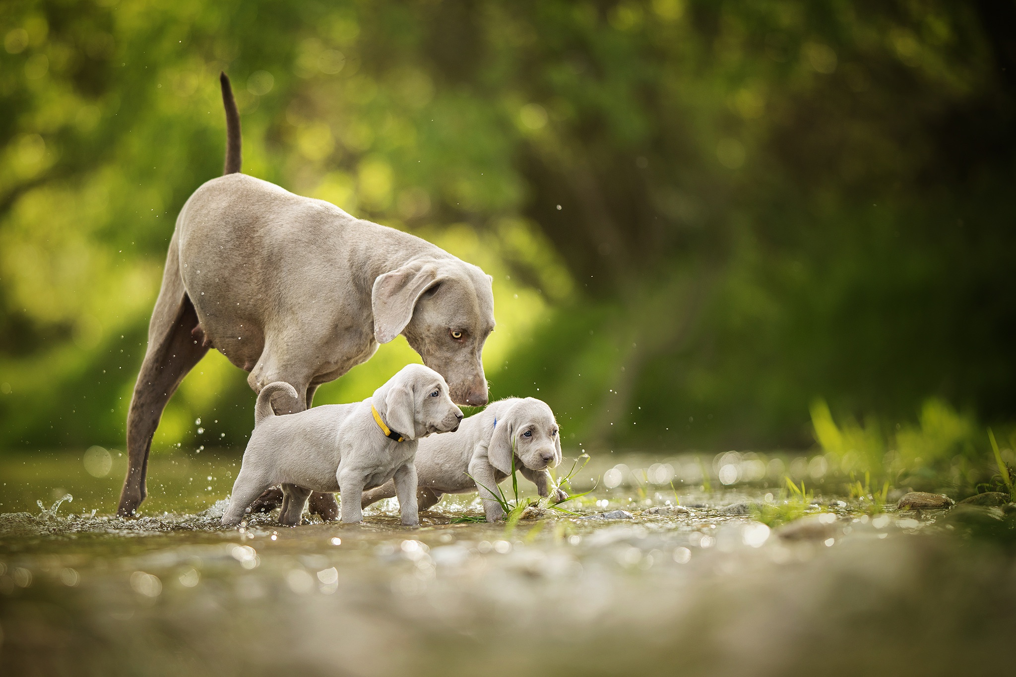 Weimaraner Wallpapers