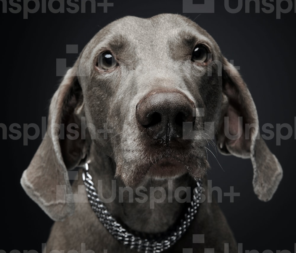 Weimaraner Wallpapers