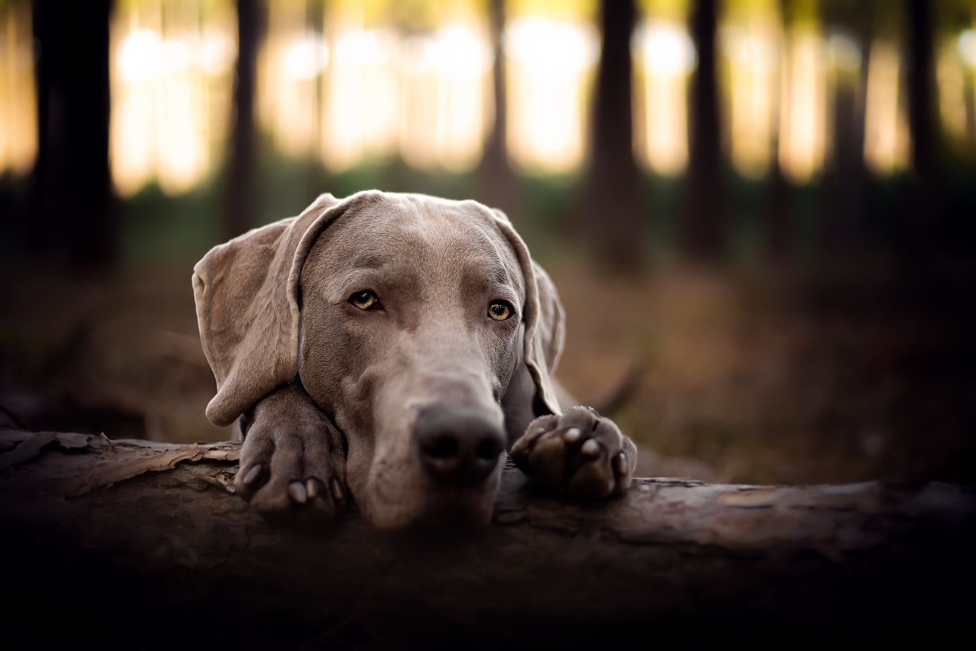 Weimaraner Wallpapers